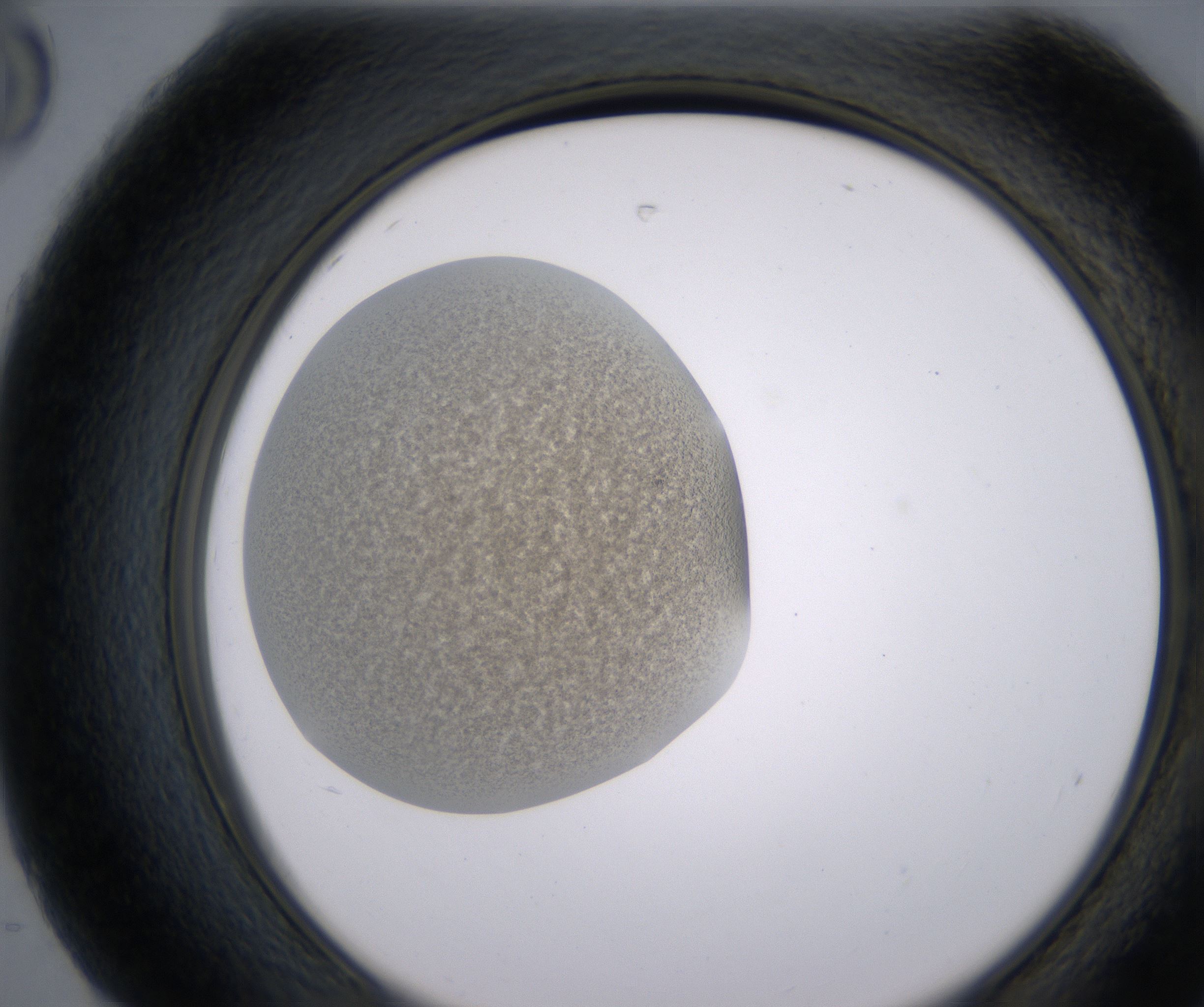 H8_HighResolution_Precipitate_2.jpg