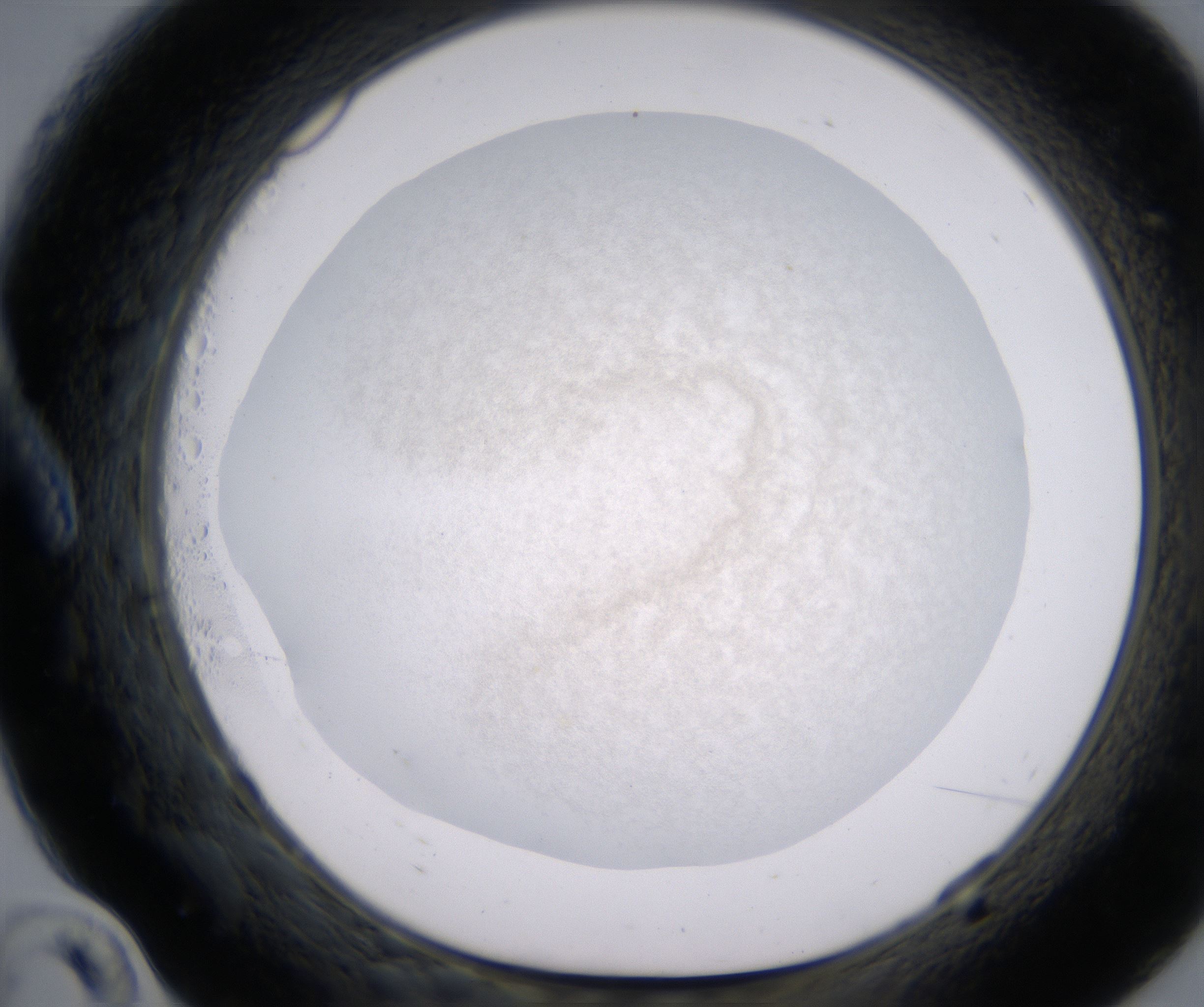 A10_HighResolution_Precipitate_1.jpg
