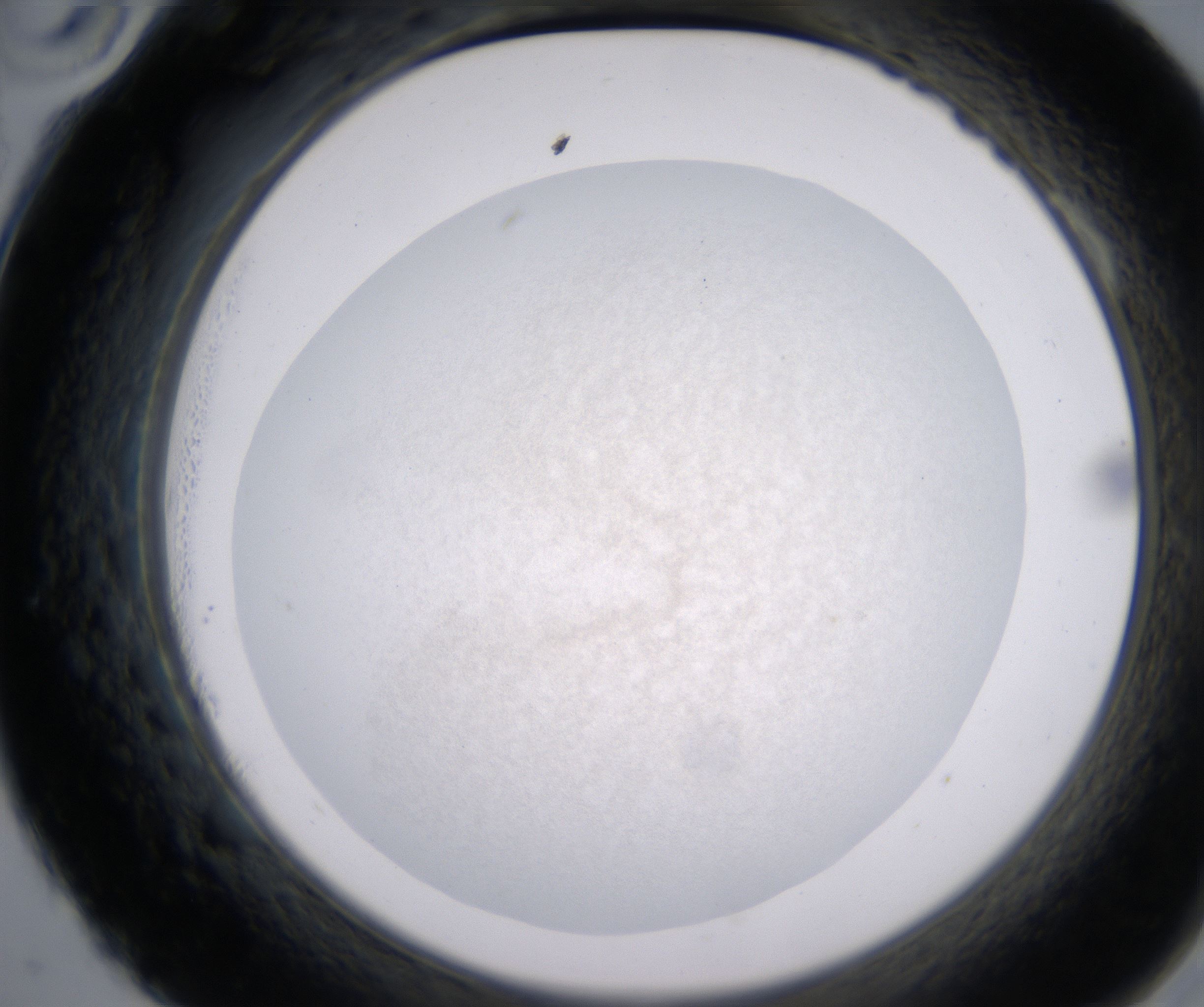 A10_HighResolution_Precipitate_2.jpg