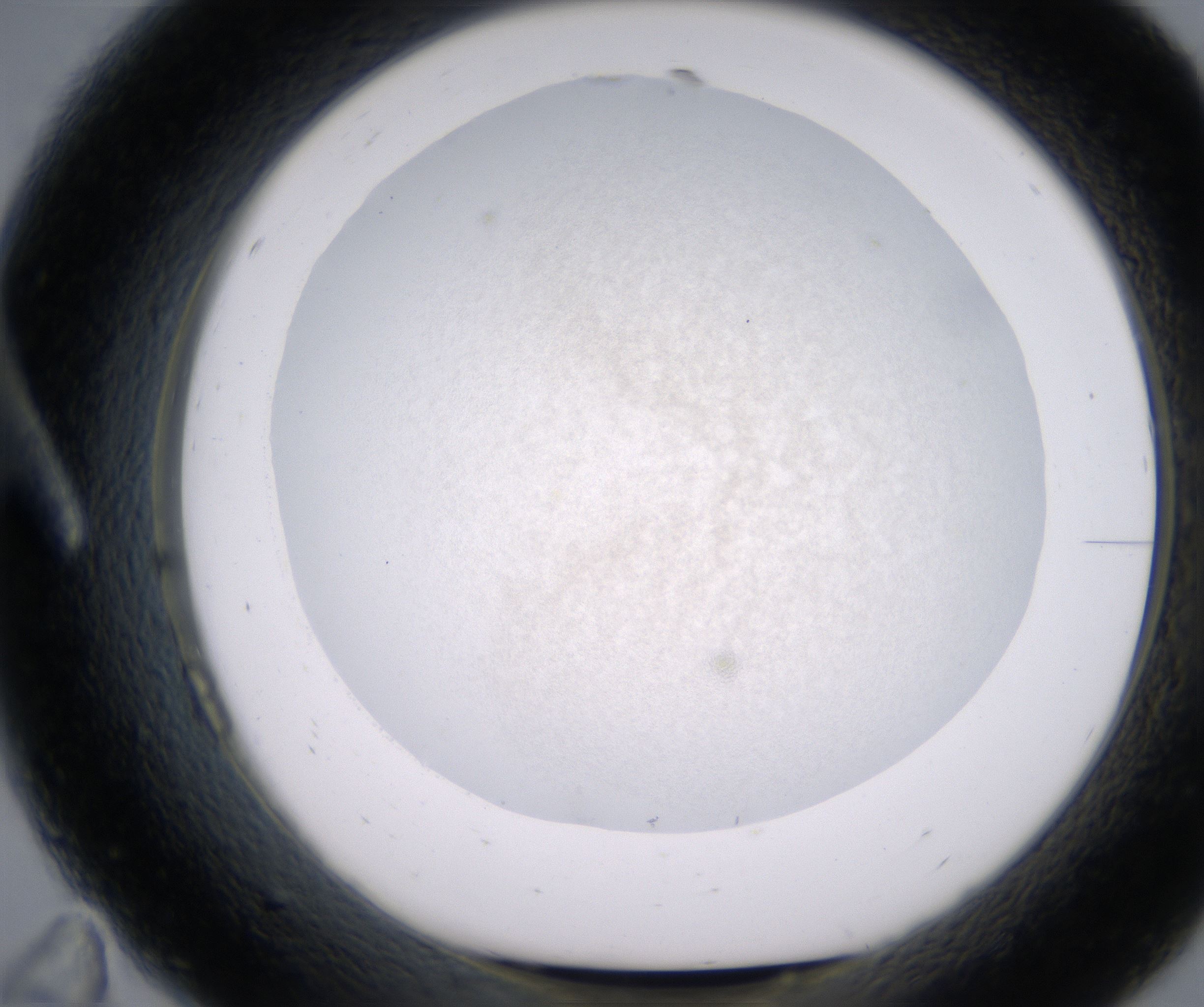 A11_HighResolution_Precipitate_1.jpg