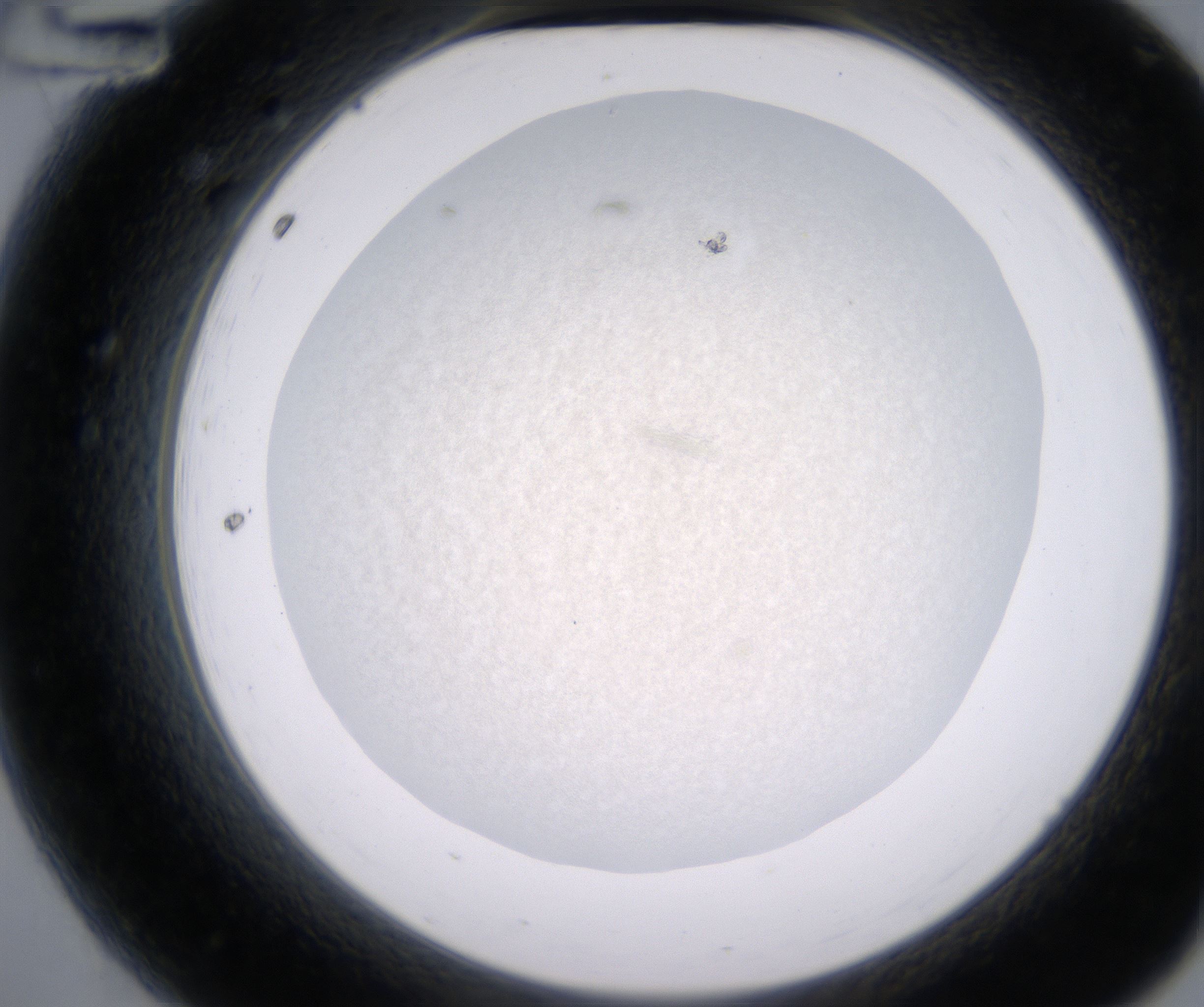 A12_HighResolution_Precipitate_2.jpg