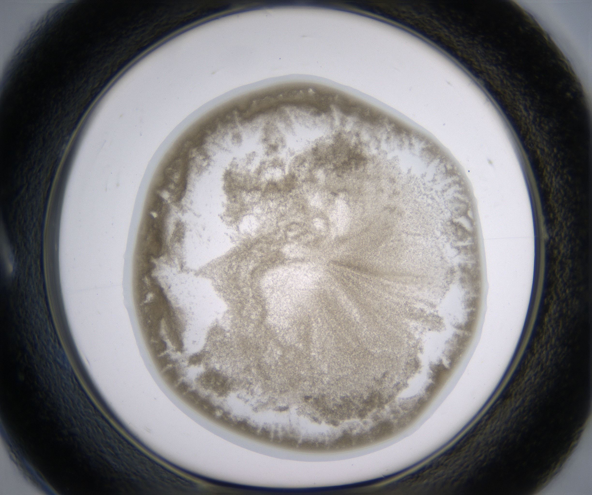 A1_HighResolution_Precipitate_1.jpg