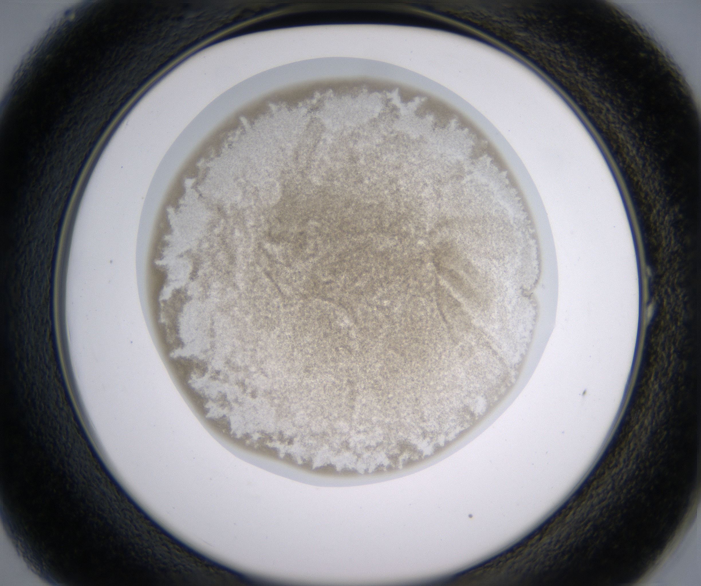 A1_HighResolution_Precipitate_2.jpg