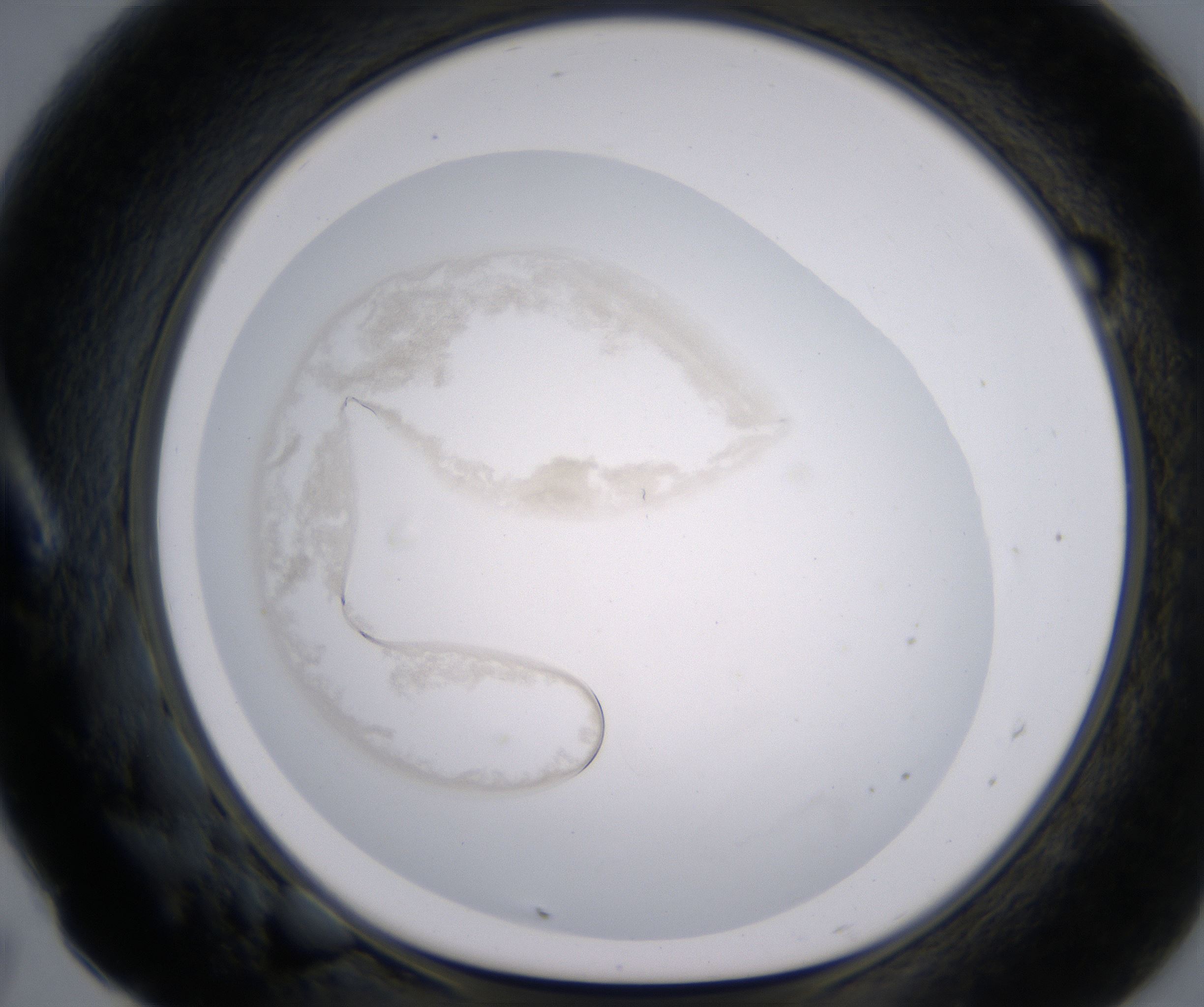 A7_HighResolution_Precipitate_1.jpg