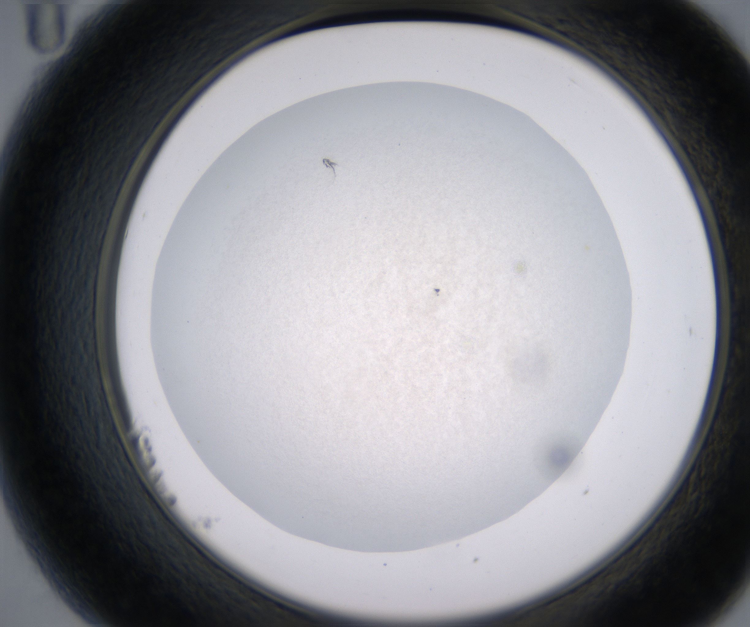 B11_HighResolution_Precipitate_2.jpg
