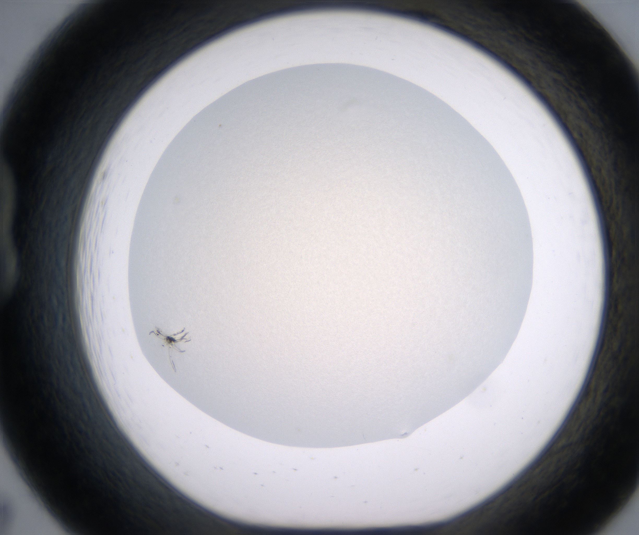 B7_HighResolution_Precipitate_1.jpg