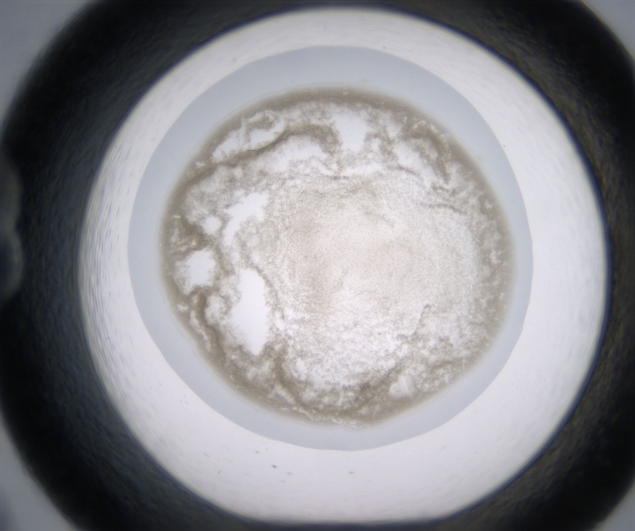 B8_HighResolution_Precipitate_1.jpg