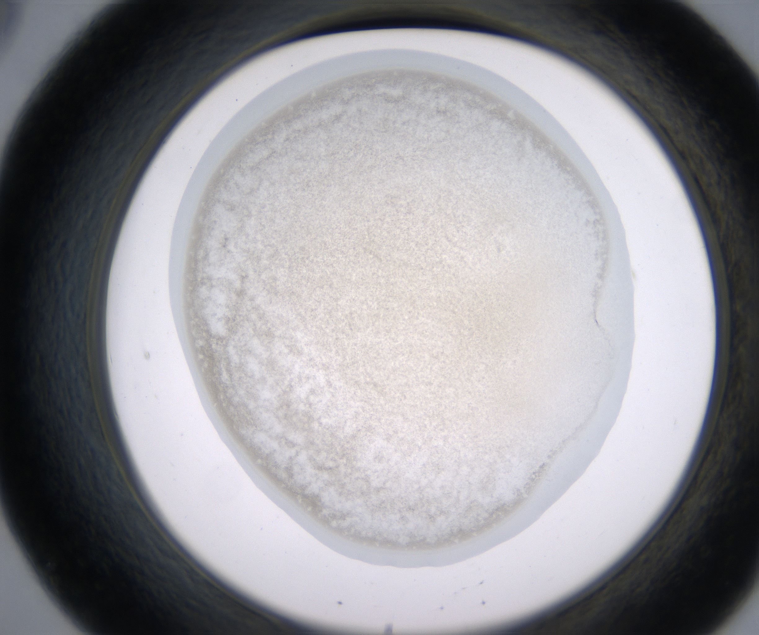 B8_HighResolution_Precipitate_2.jpg