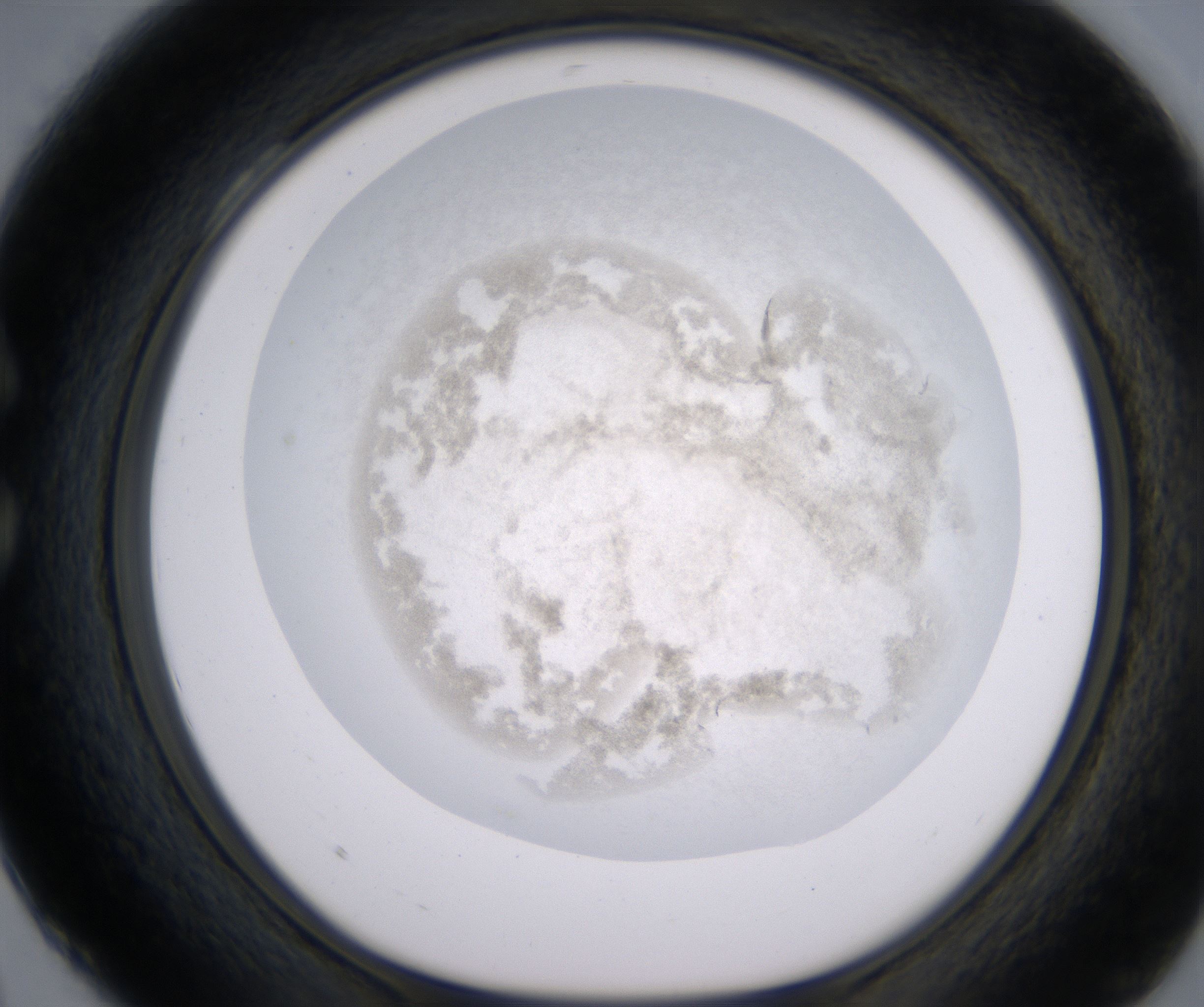 C4_HighResolution_Precipitate_1.jpg