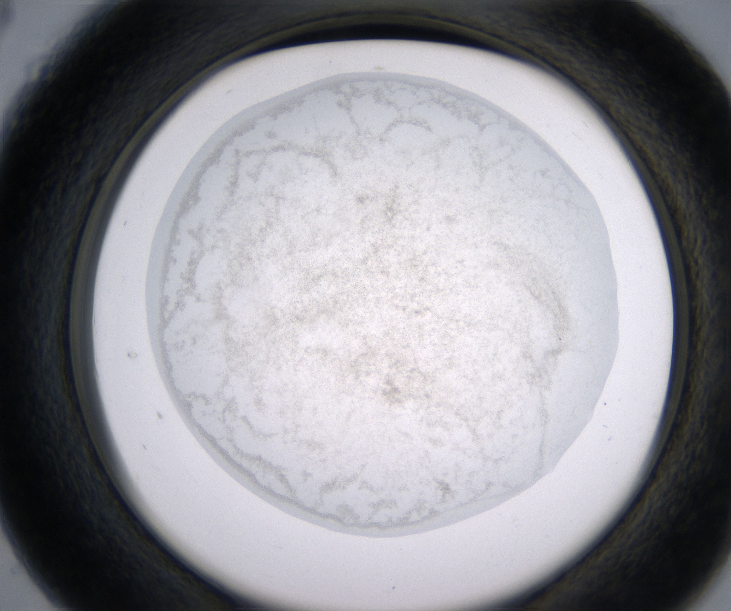 C4_HighResolution_Precipitate_2.jpg