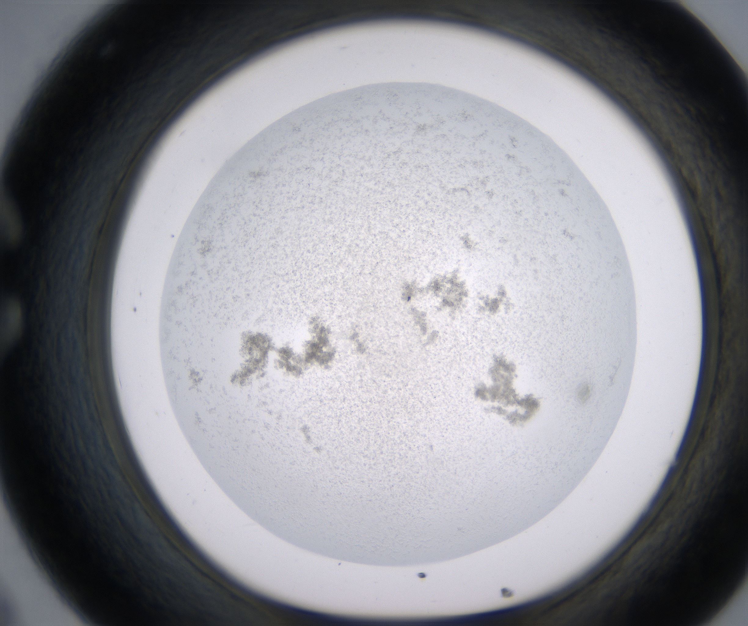 C8_HighResolution_Precipitate_1.jpg