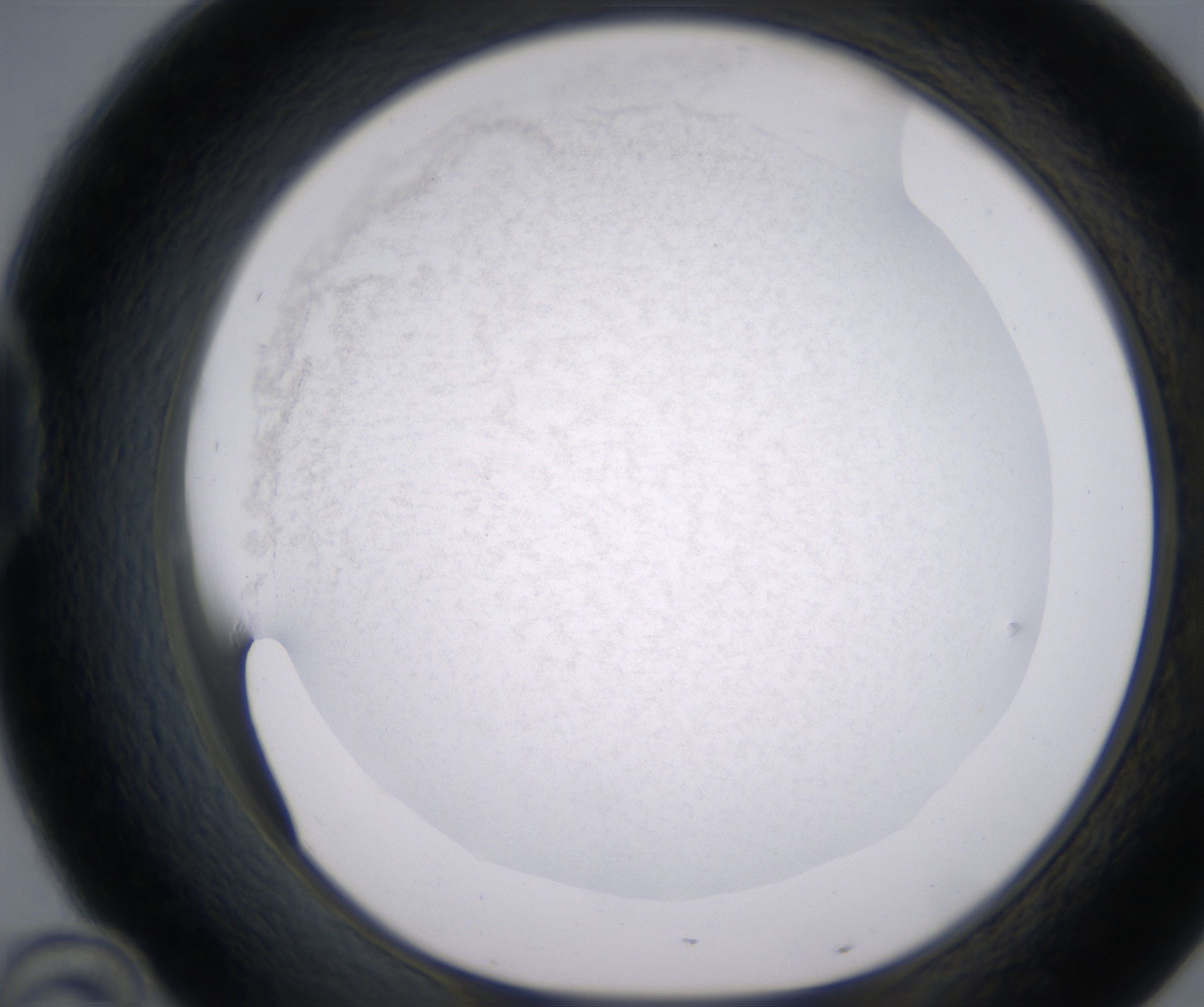 D10_HighResolution_Precipitate_1.jpg