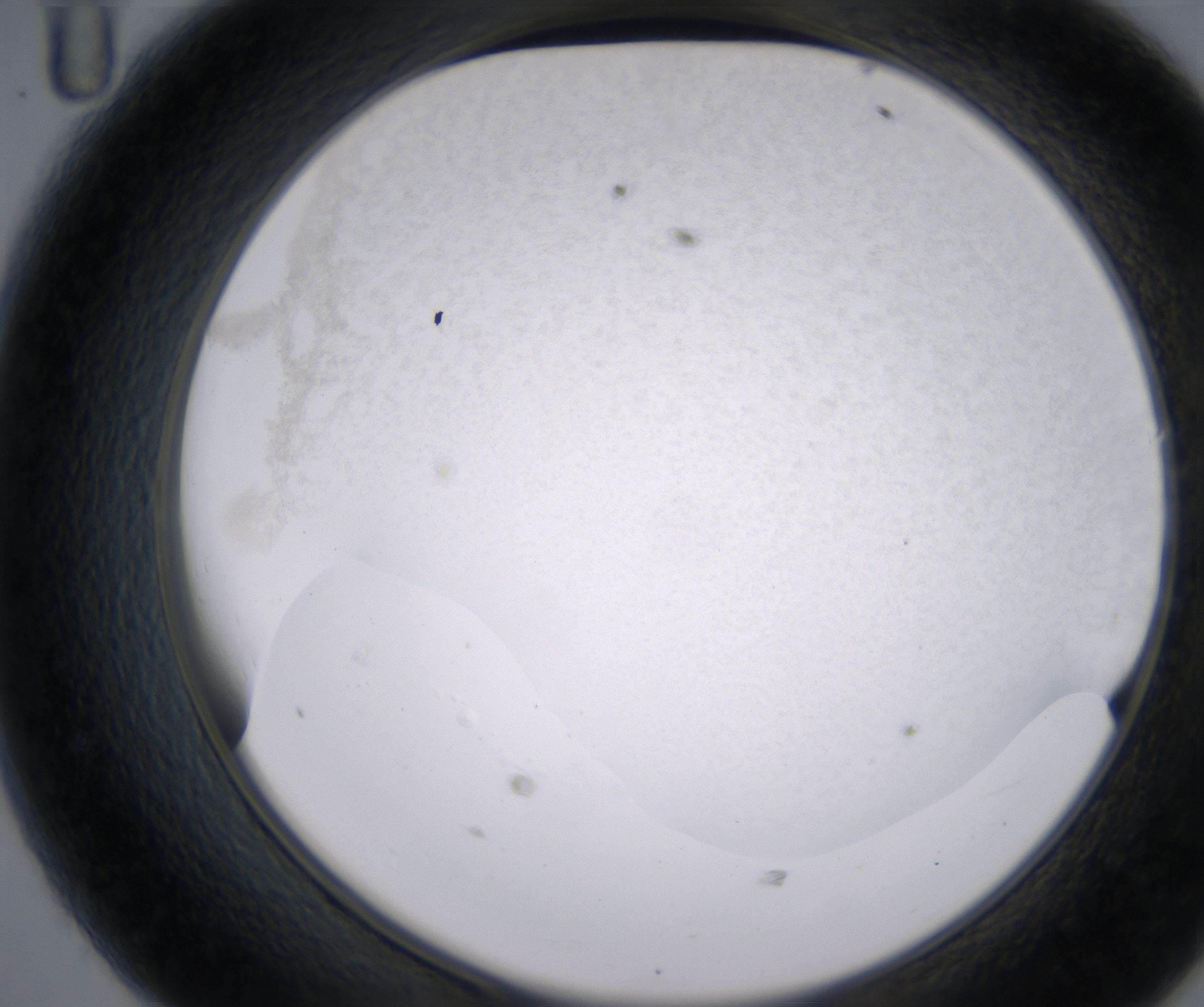 D11_HighResolution_Precipitate_2.jpg