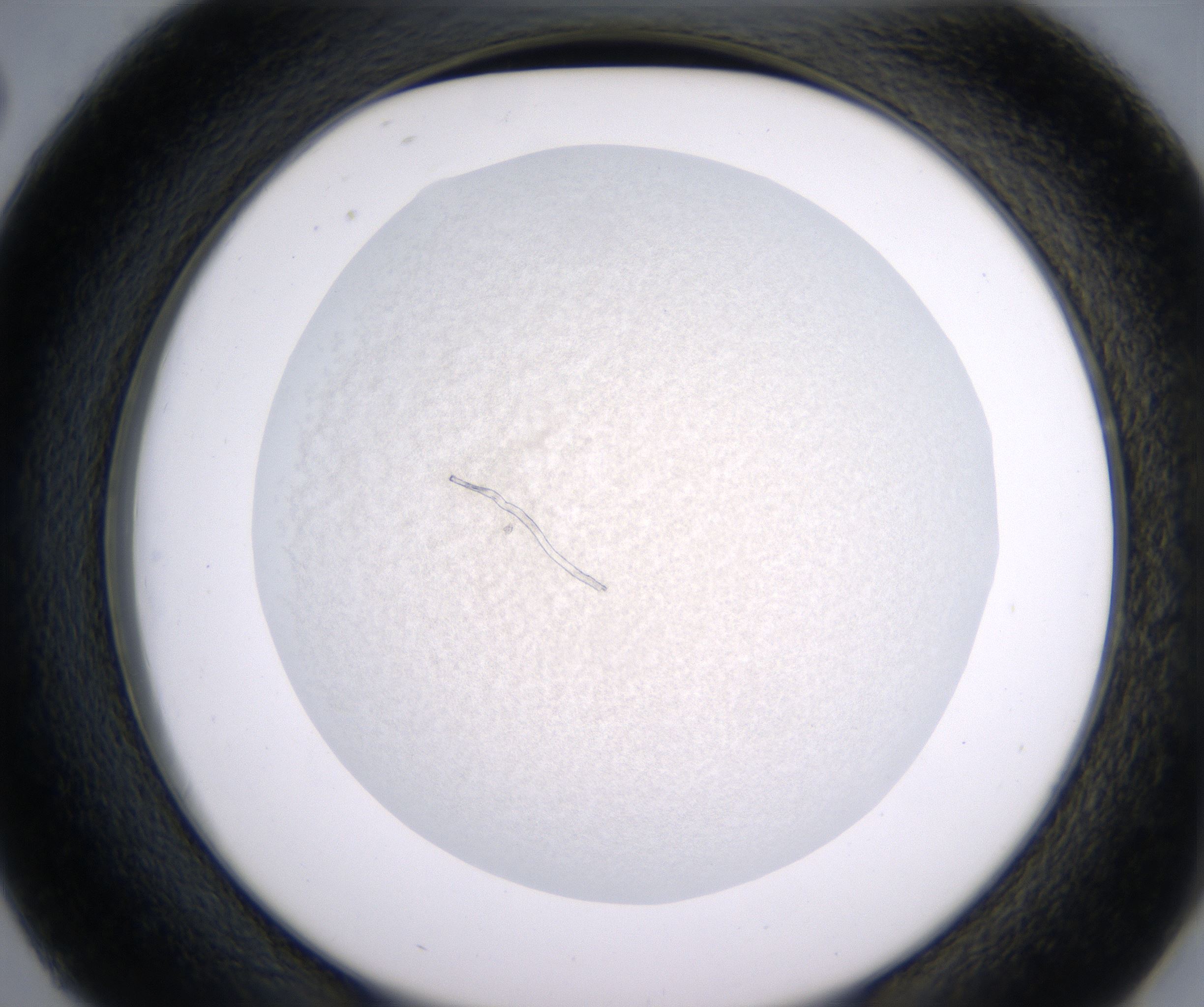 D2_HighResolution_Precipitate_2.jpg