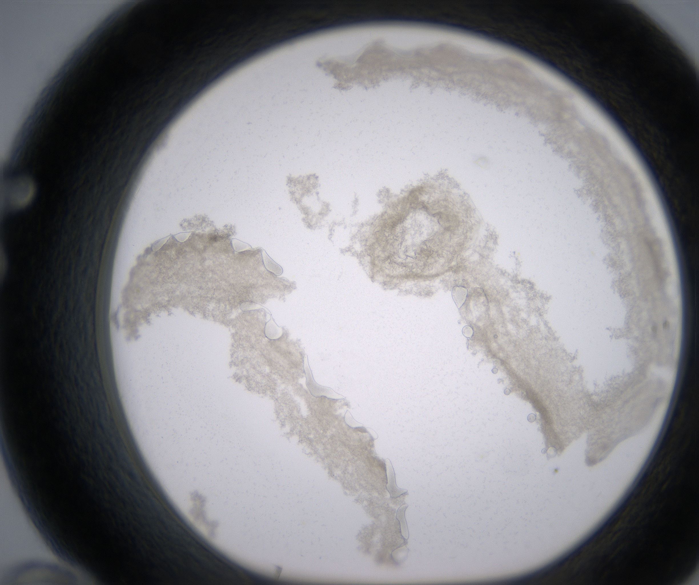F10_HighResolution_Precipitate_1.jpg