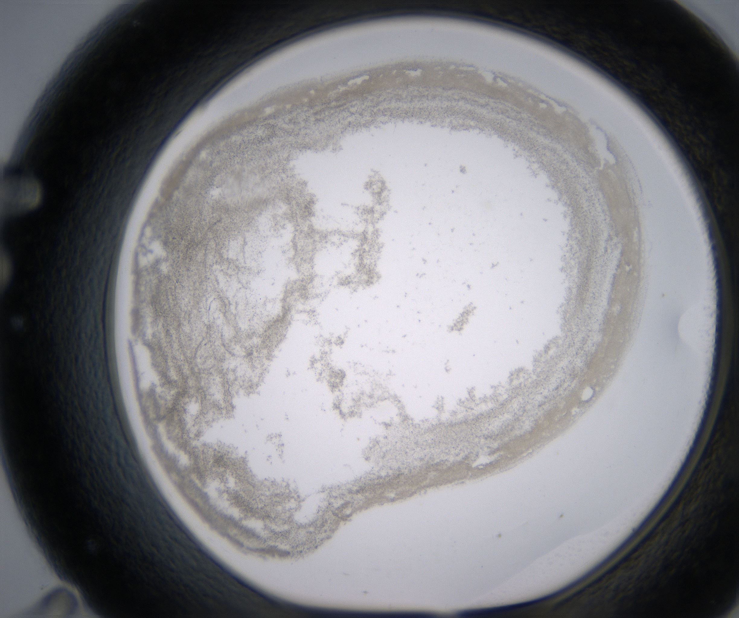 F11_HighResolution_Precipitate_1.jpg