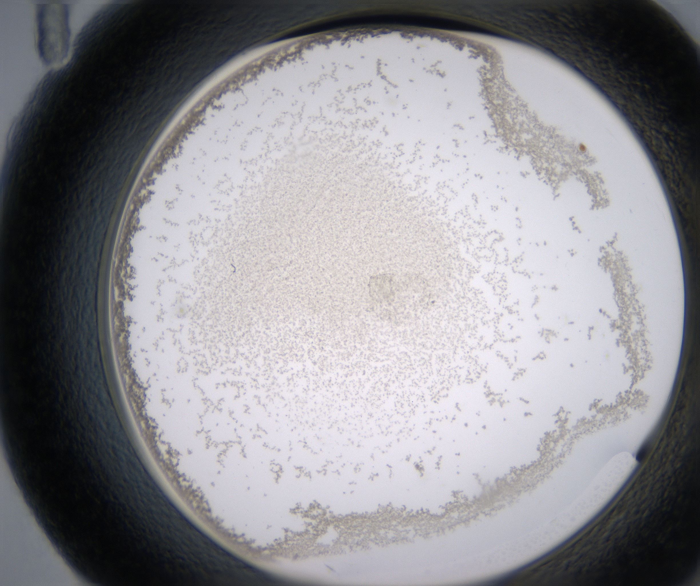 F11_HighResolution_Precipitate_2.jpg