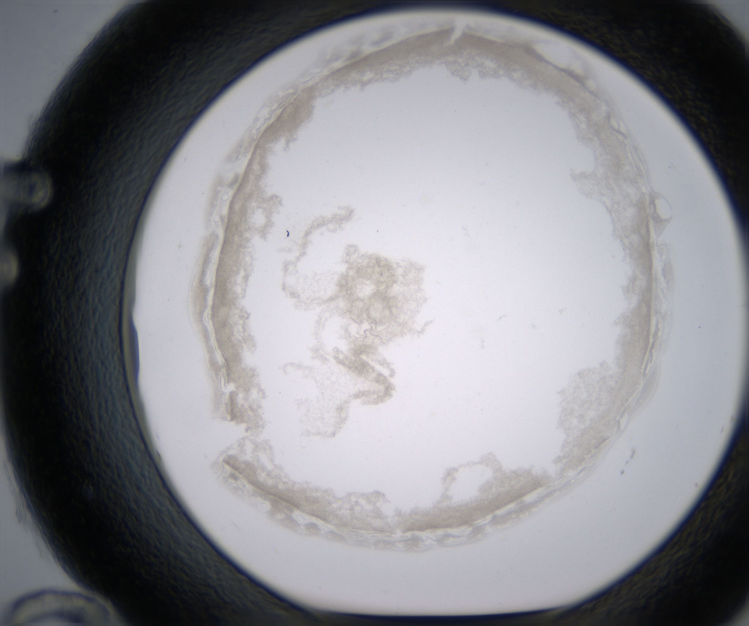 F12_HighResolution_Precipitate_1.jpg