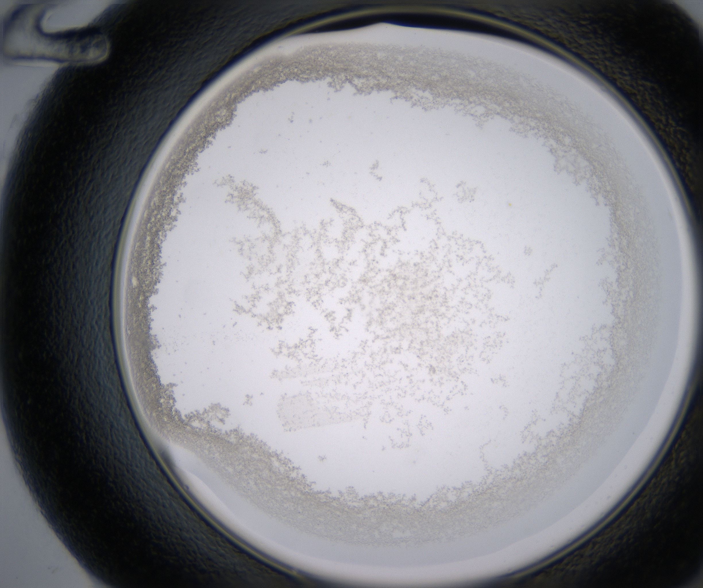 F12_HighResolution_Precipitate_2.jpg