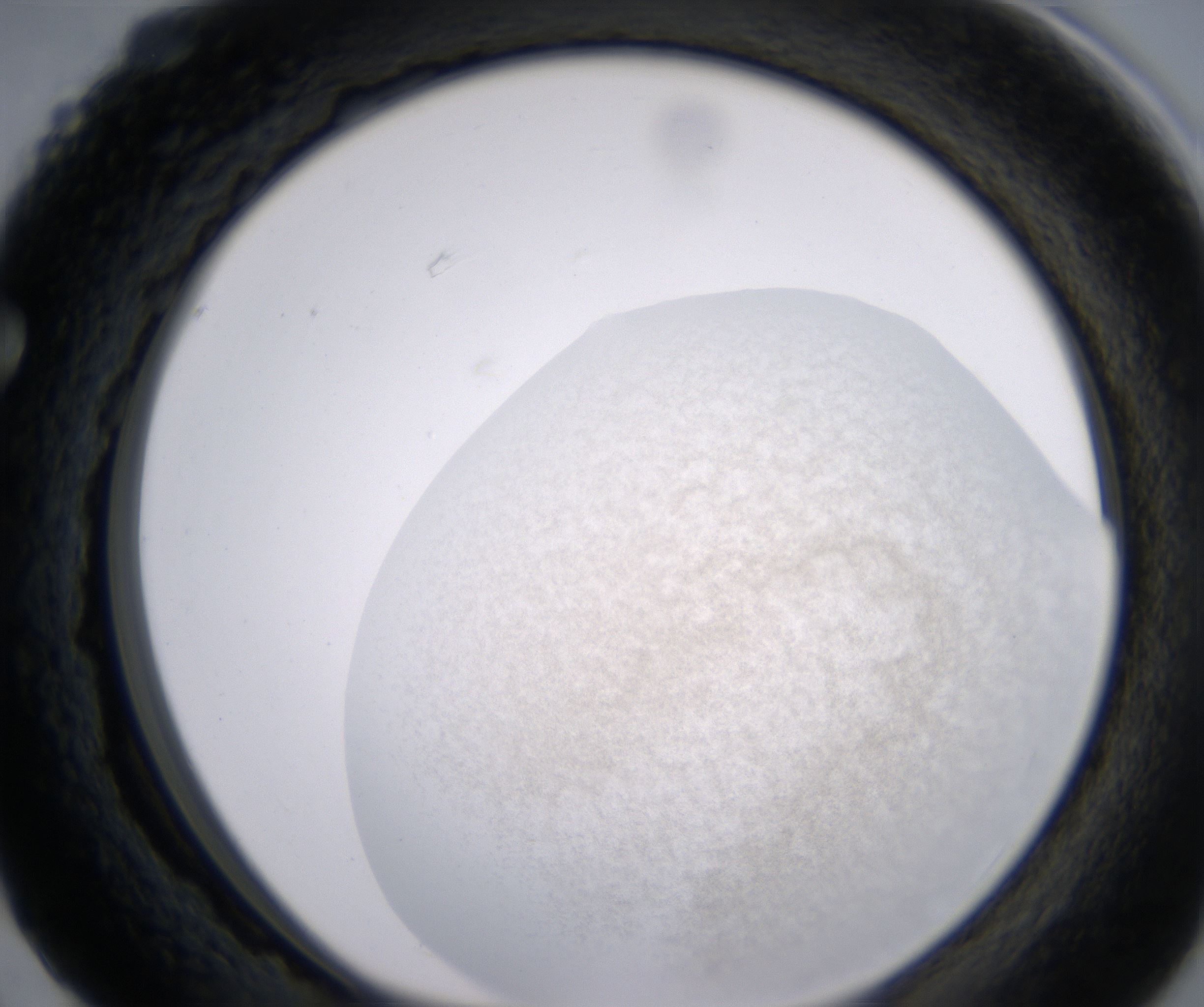 F3_HighResolution_Precipitate_1.jpg