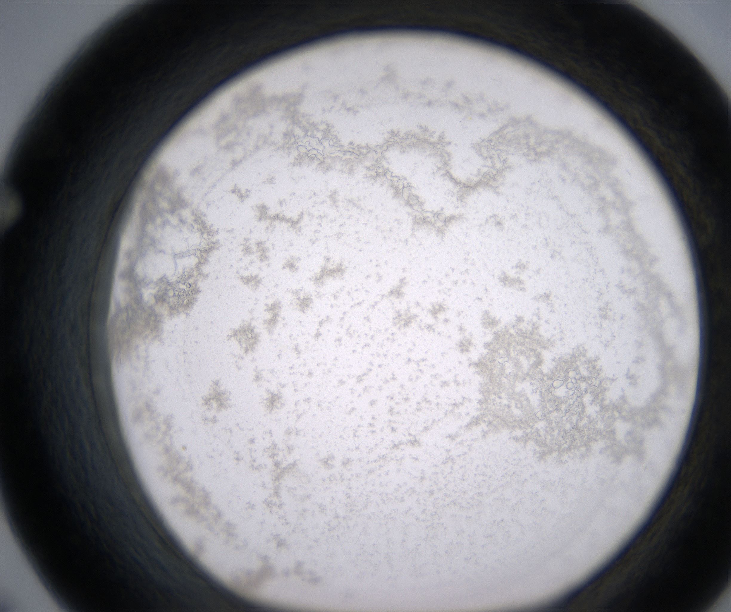 F7_HighResolution_Precipitate_1.jpg