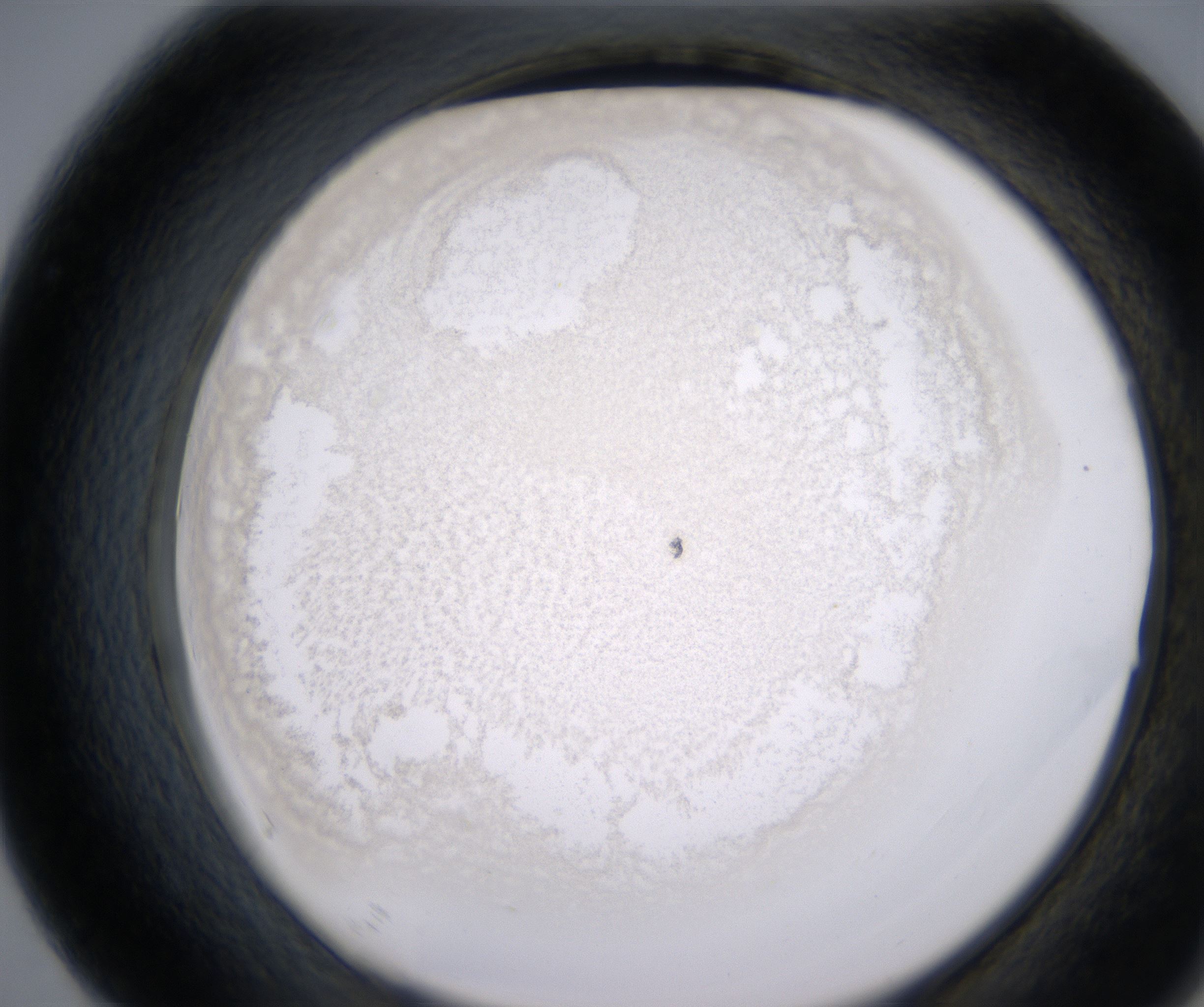 F7_HighResolution_Precipitate_2.jpg