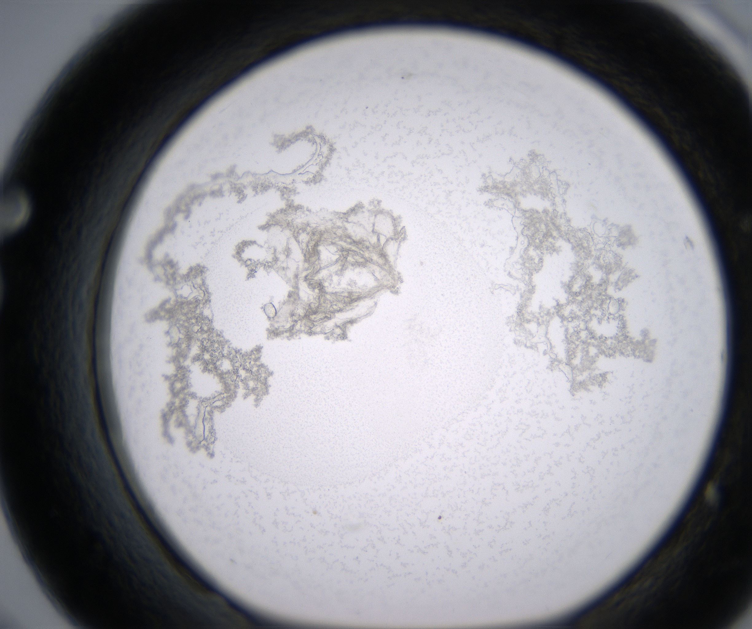 F8_HighResolution_Precipitate_1.jpg