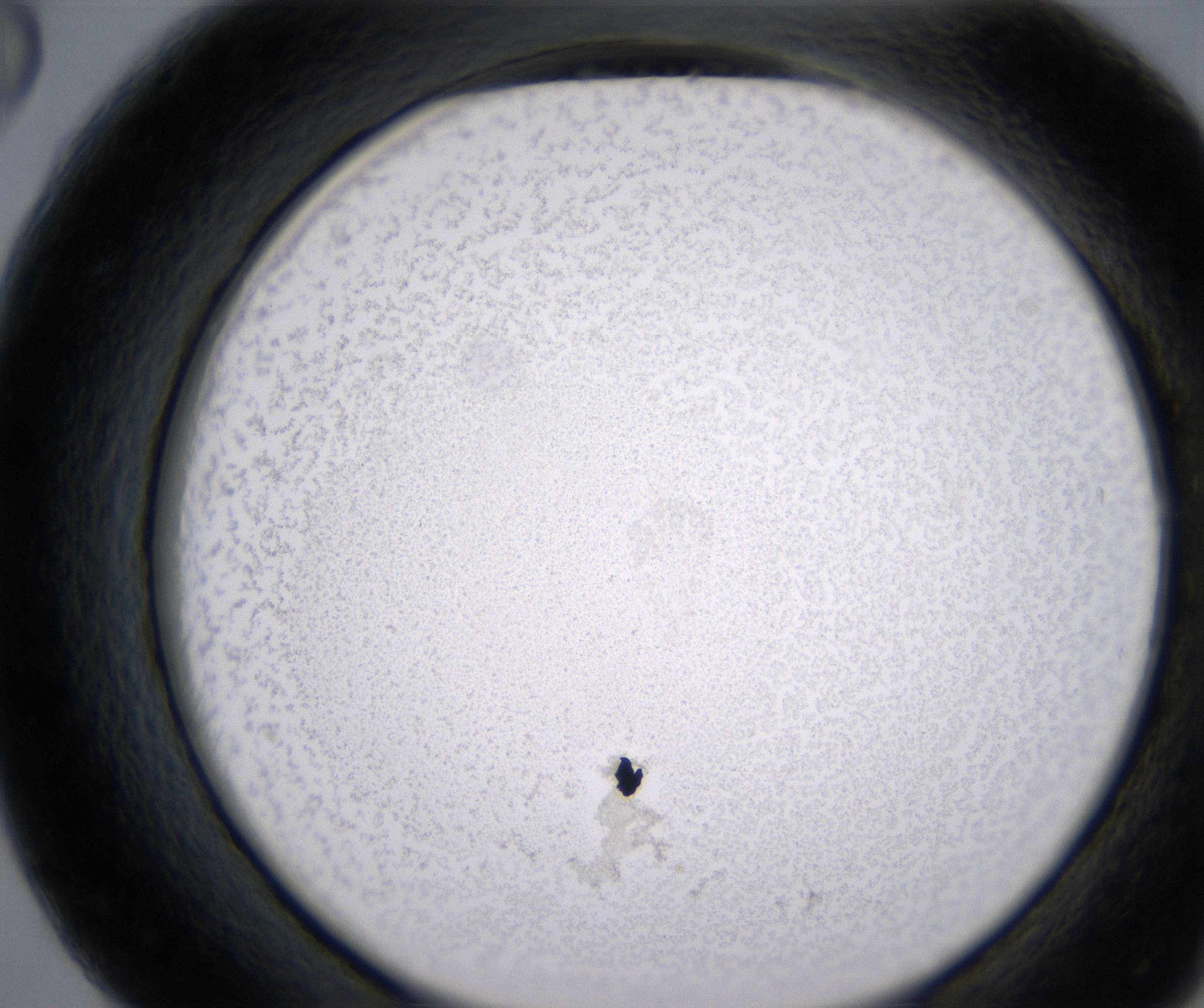 F8_HighResolution_Precipitate_2.jpg