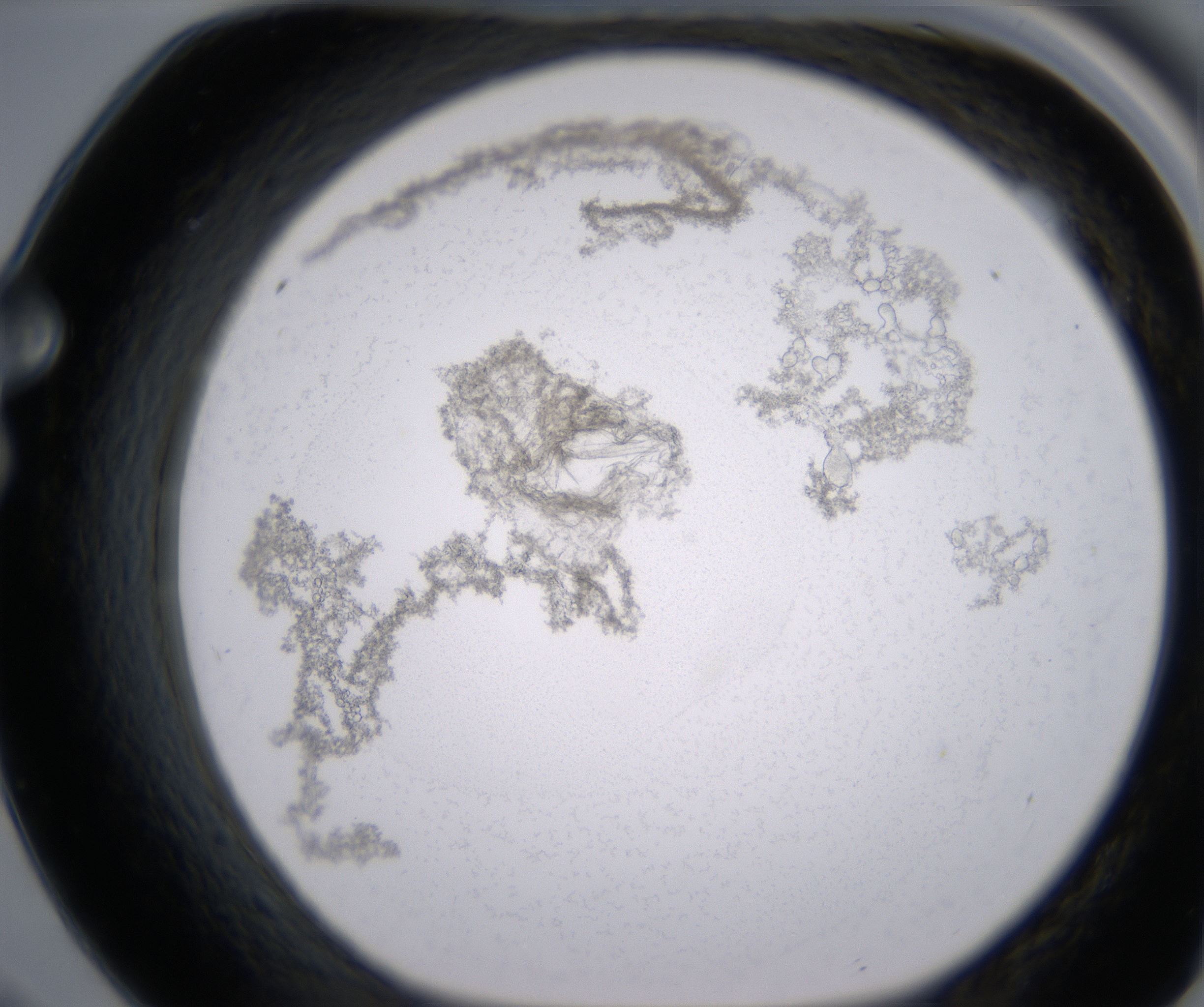 F9_HighResolution_Precipitate_1.jpg