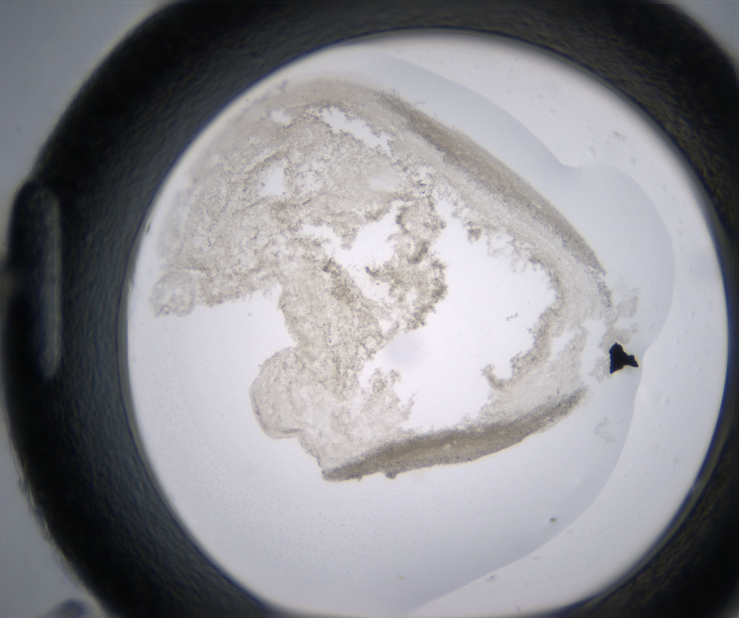 H11_HighResolution_Precipitate_1.jpg