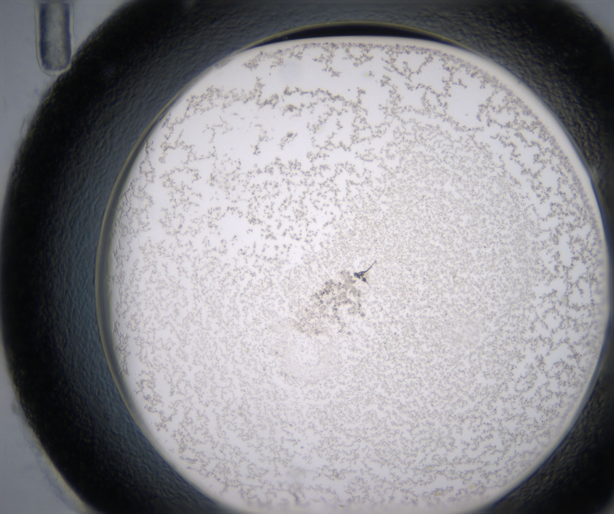 H11_HighResolution_Precipitate_2.jpg