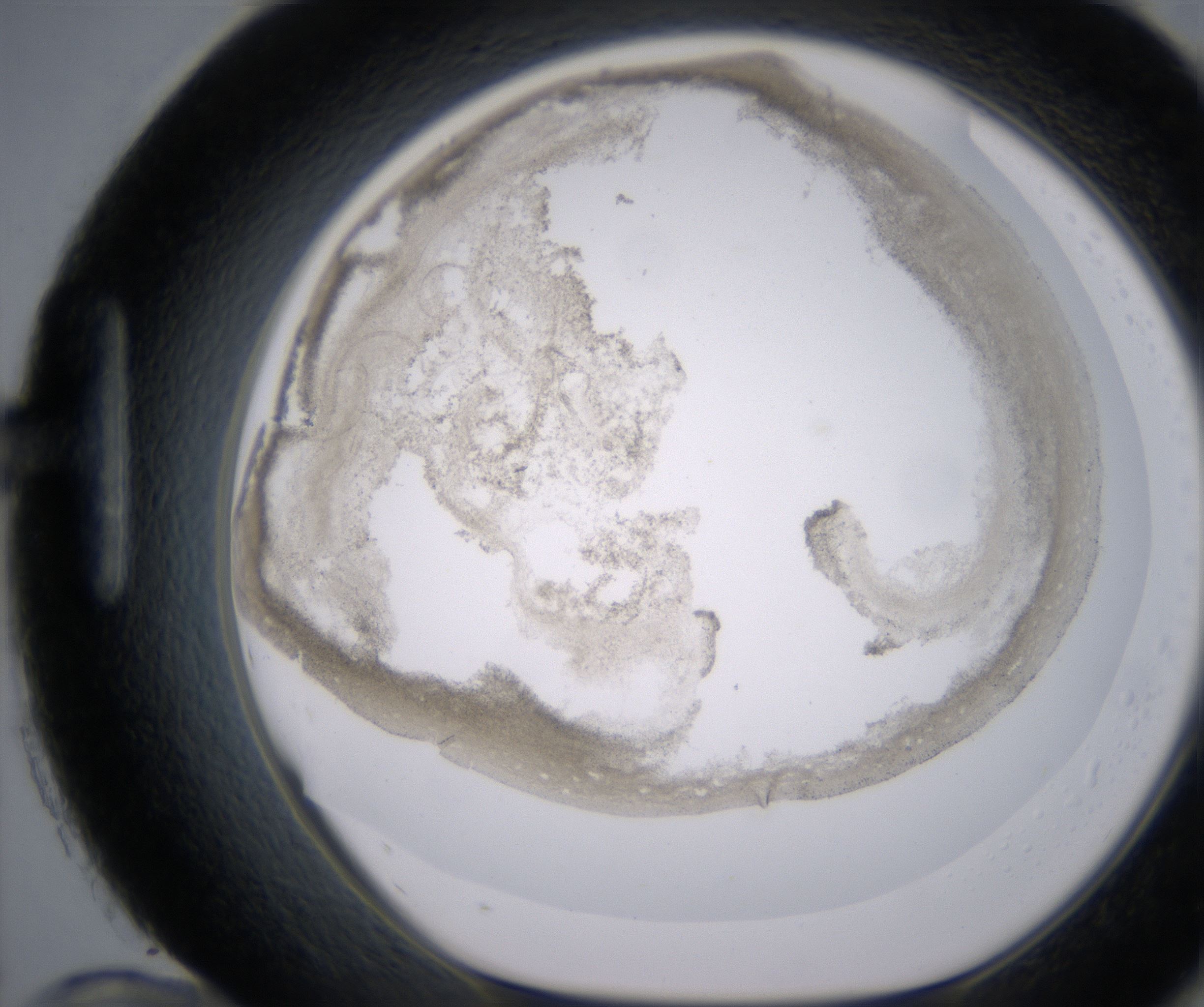H12_HighResolution_Precipitate_1.jpg