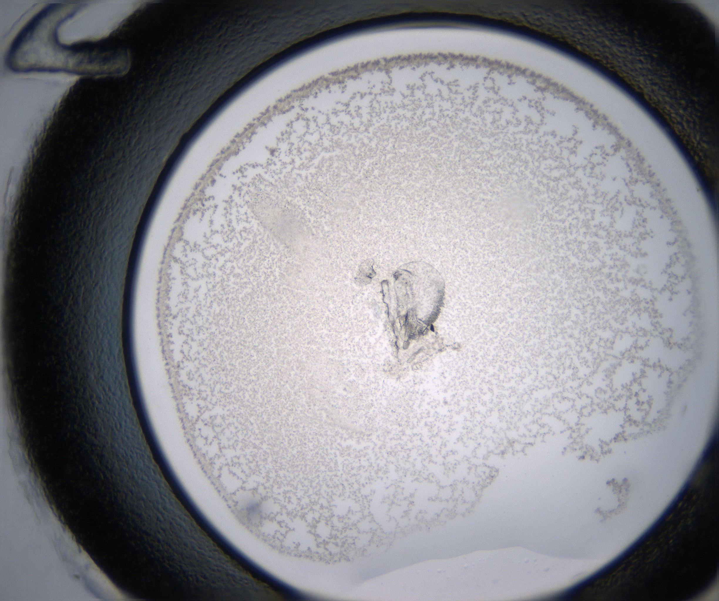 H12_HighResolution_Precipitate_2.jpg