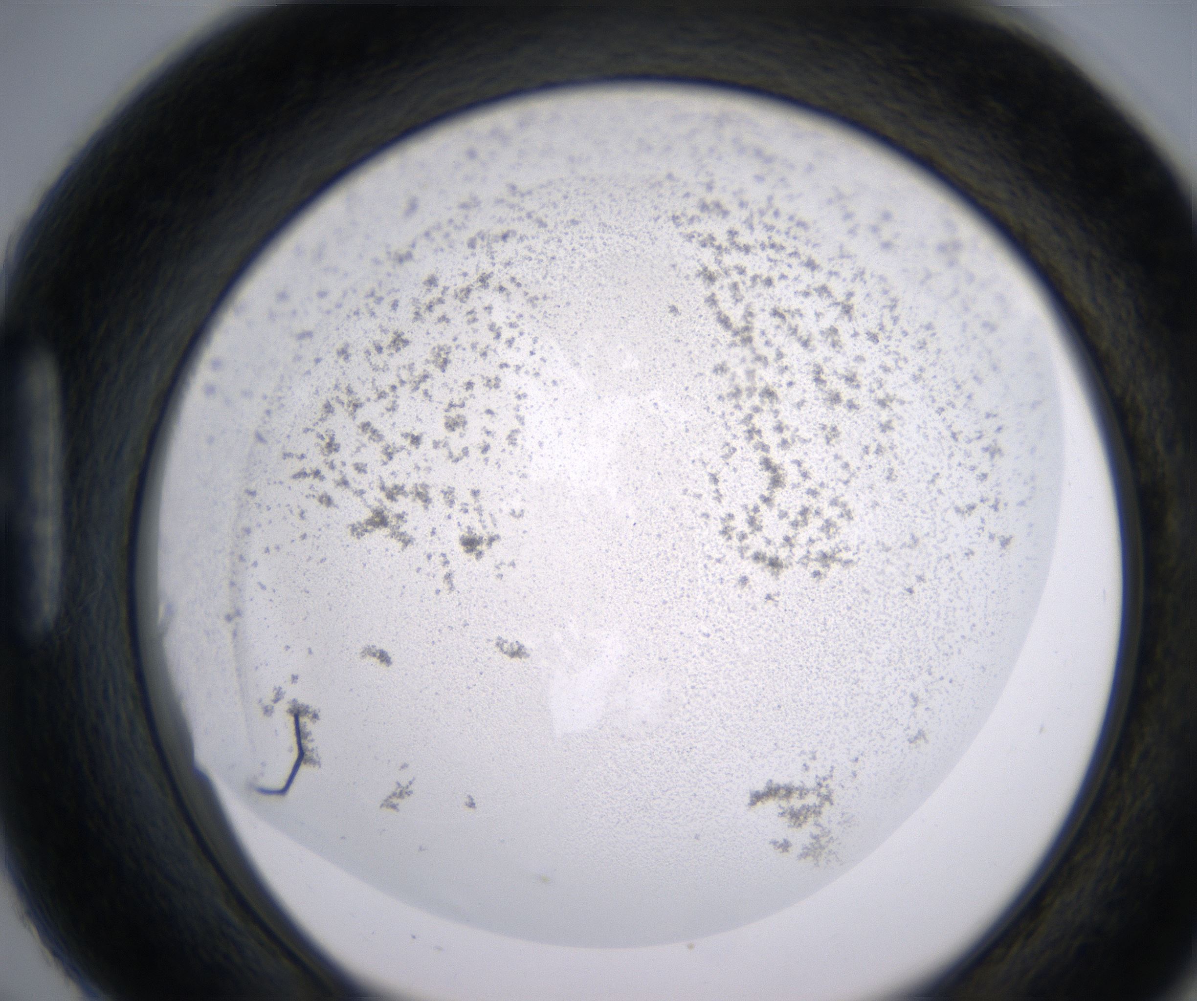 H6_HighResolution_Precipitate_1.jpg