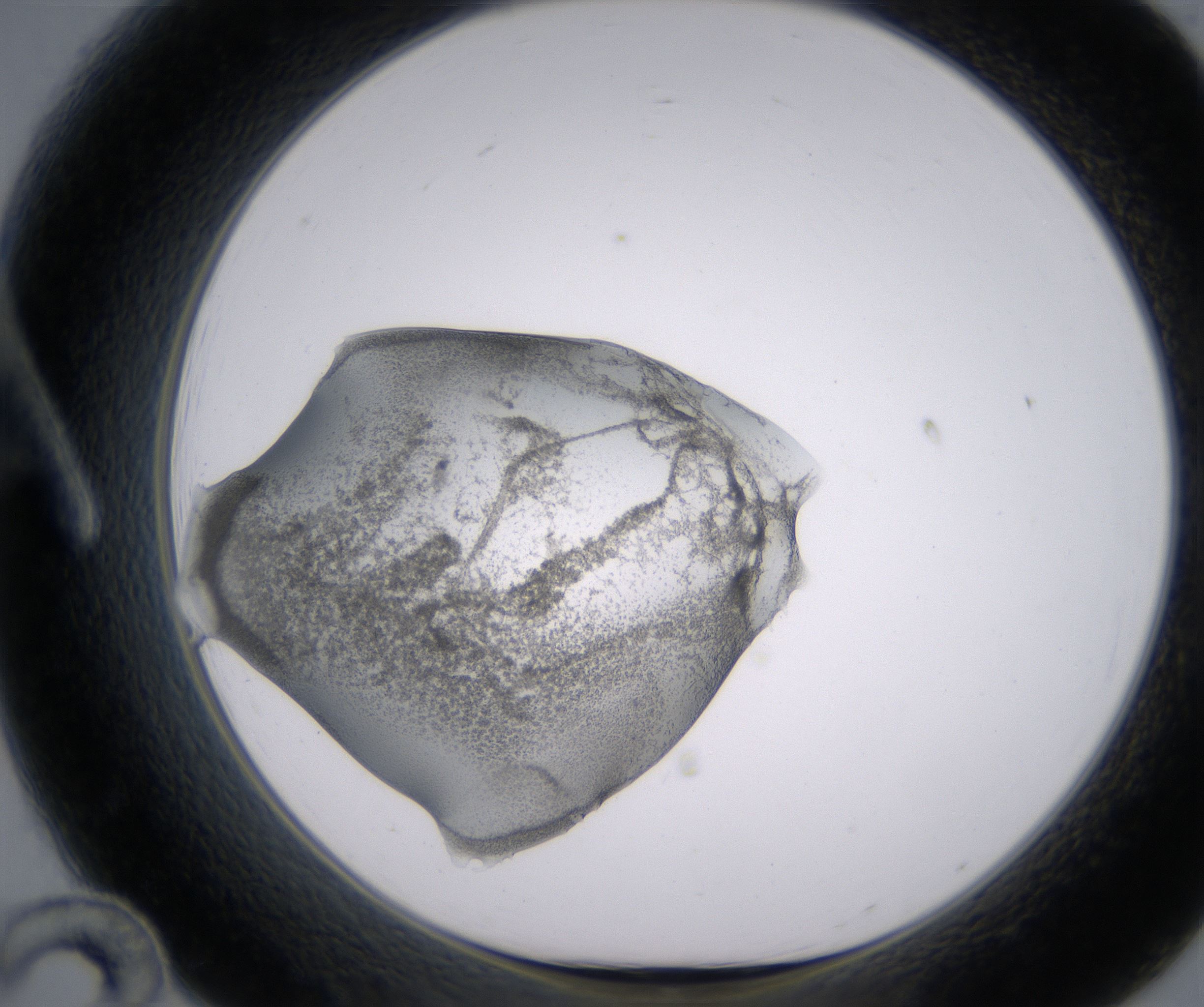 A12_HighResolution_Precipitate_1.jpg