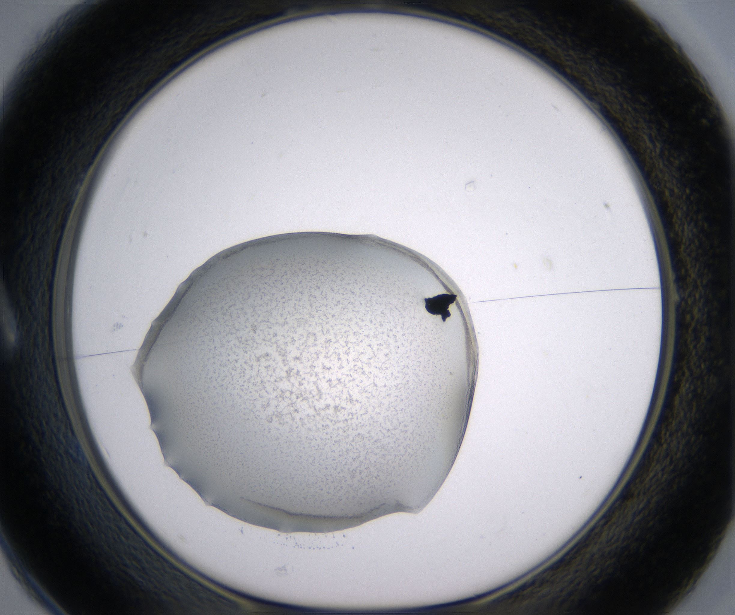 A1_HighResolution_Precipitate_1.jpg