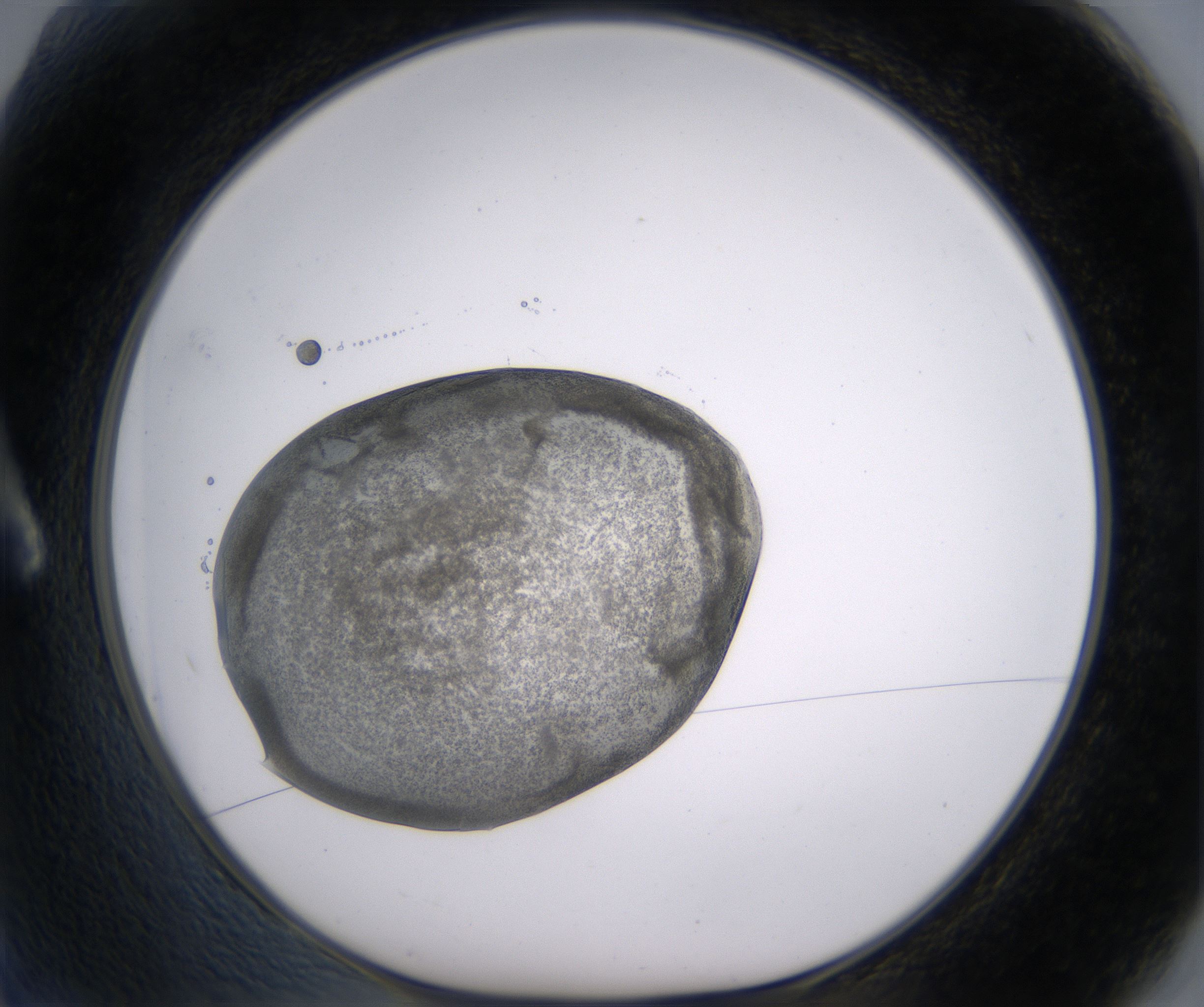A2_HighResolution_Precipitate_1.jpg