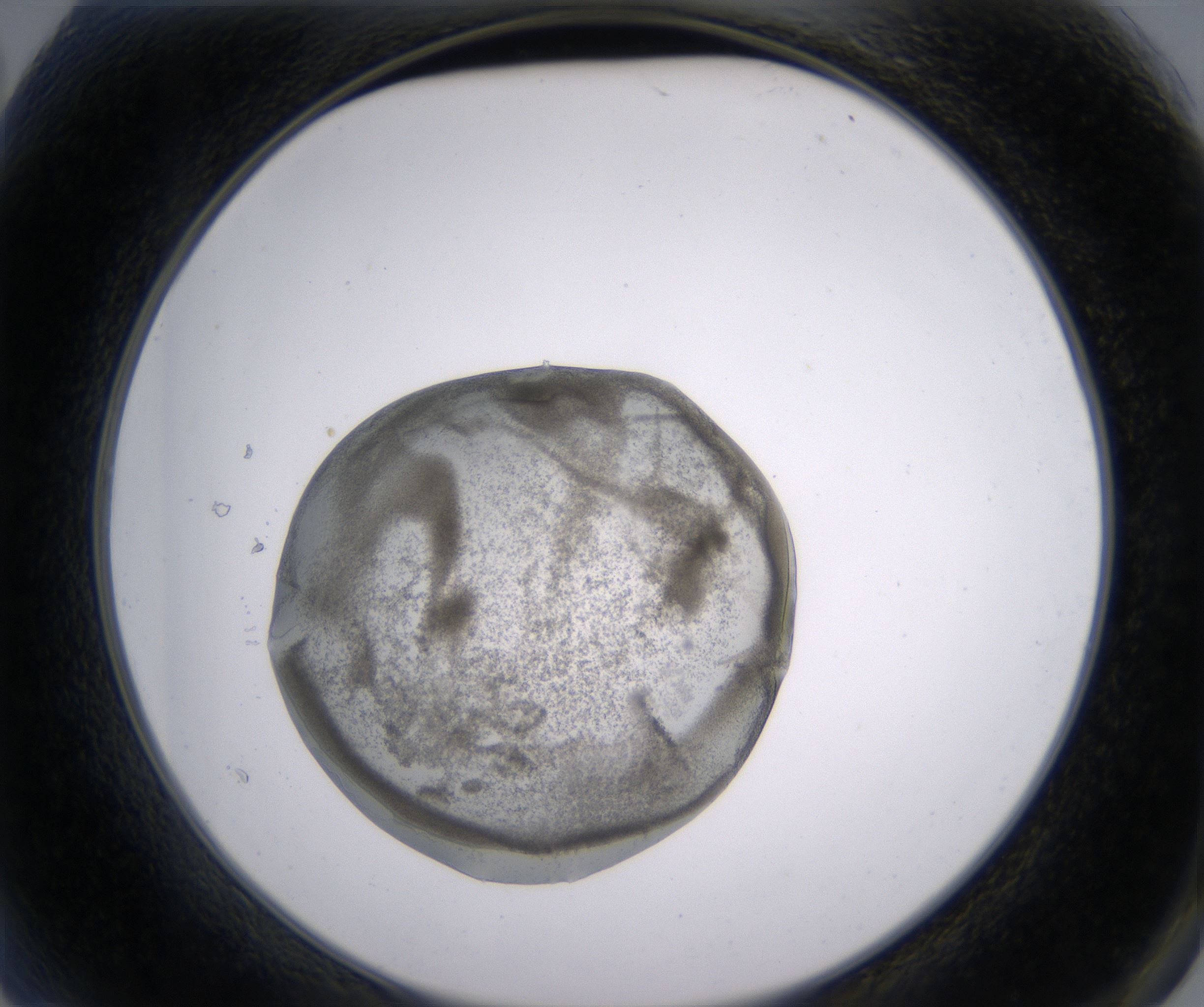 A2_HighResolution_Precipitate_2.jpg