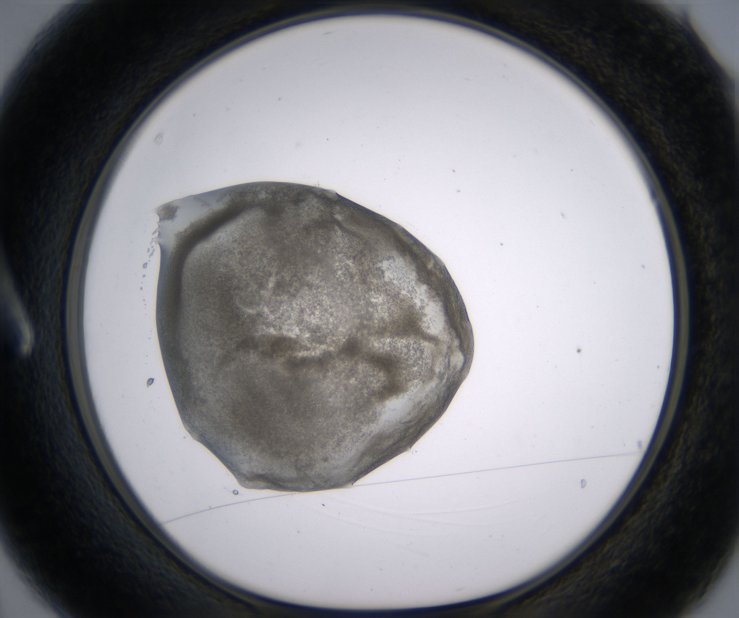 A3_HighResolution_Precipitate_1.jpg
