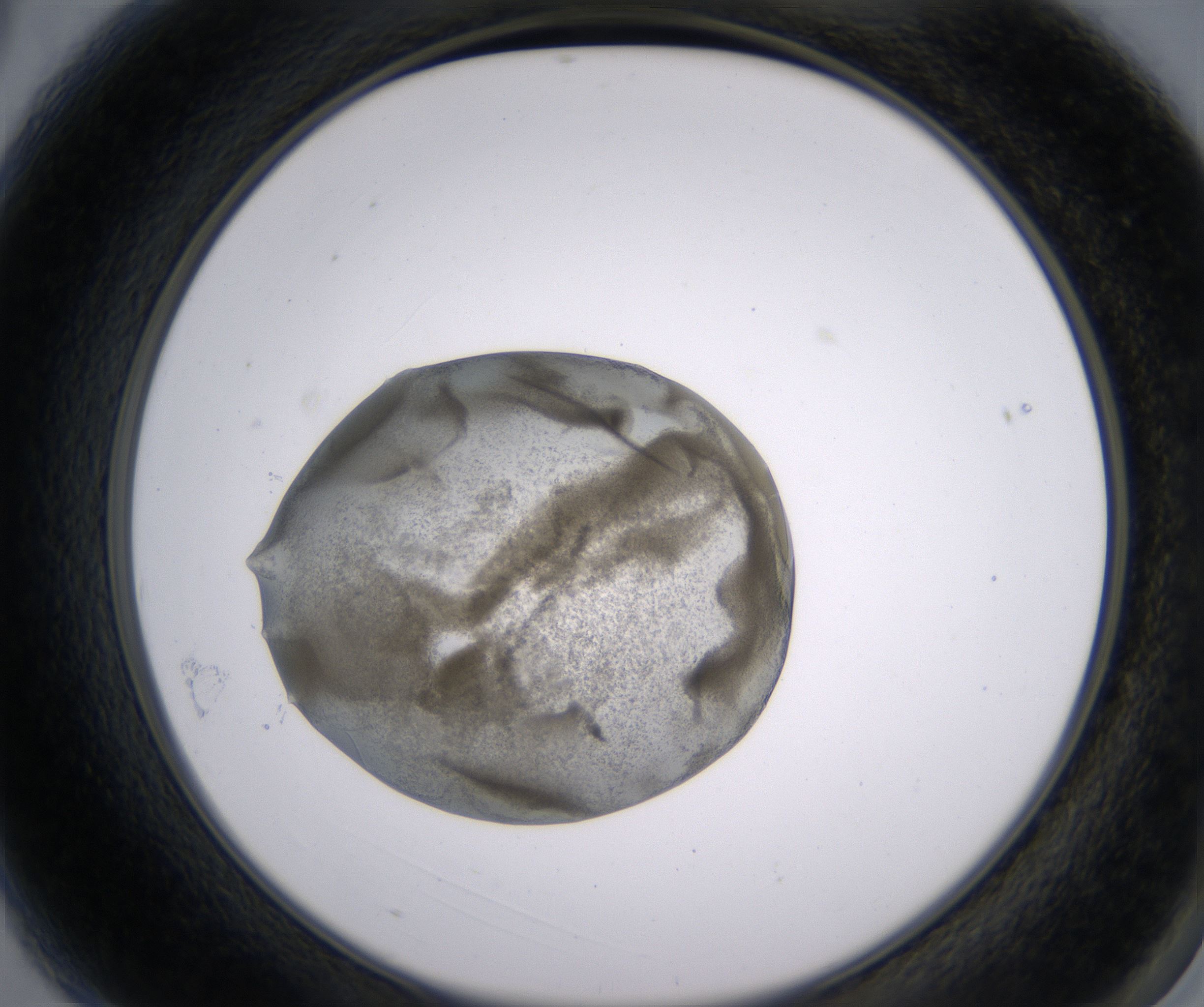 A3_HighResolution_Precipitate_2.jpg