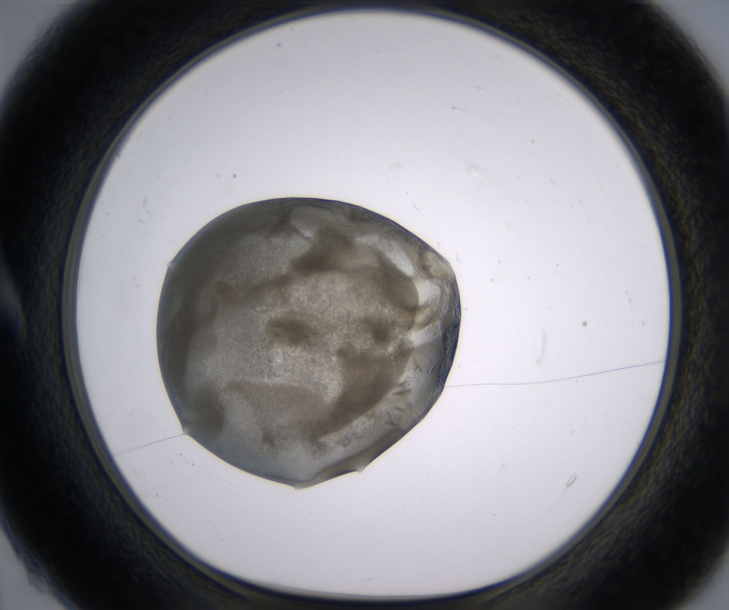 A4_HighResolution_Precipitate_1.jpg