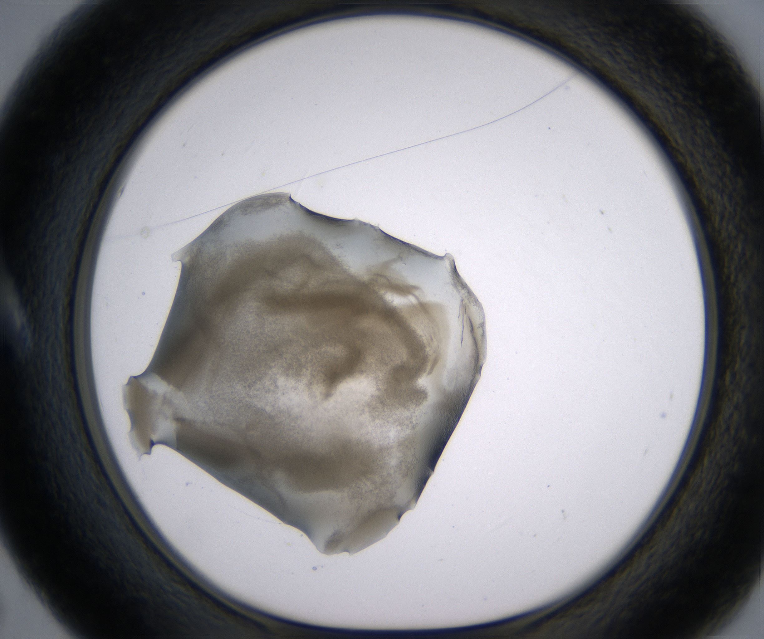 A5_HighResolution_Precipitate_1.jpg