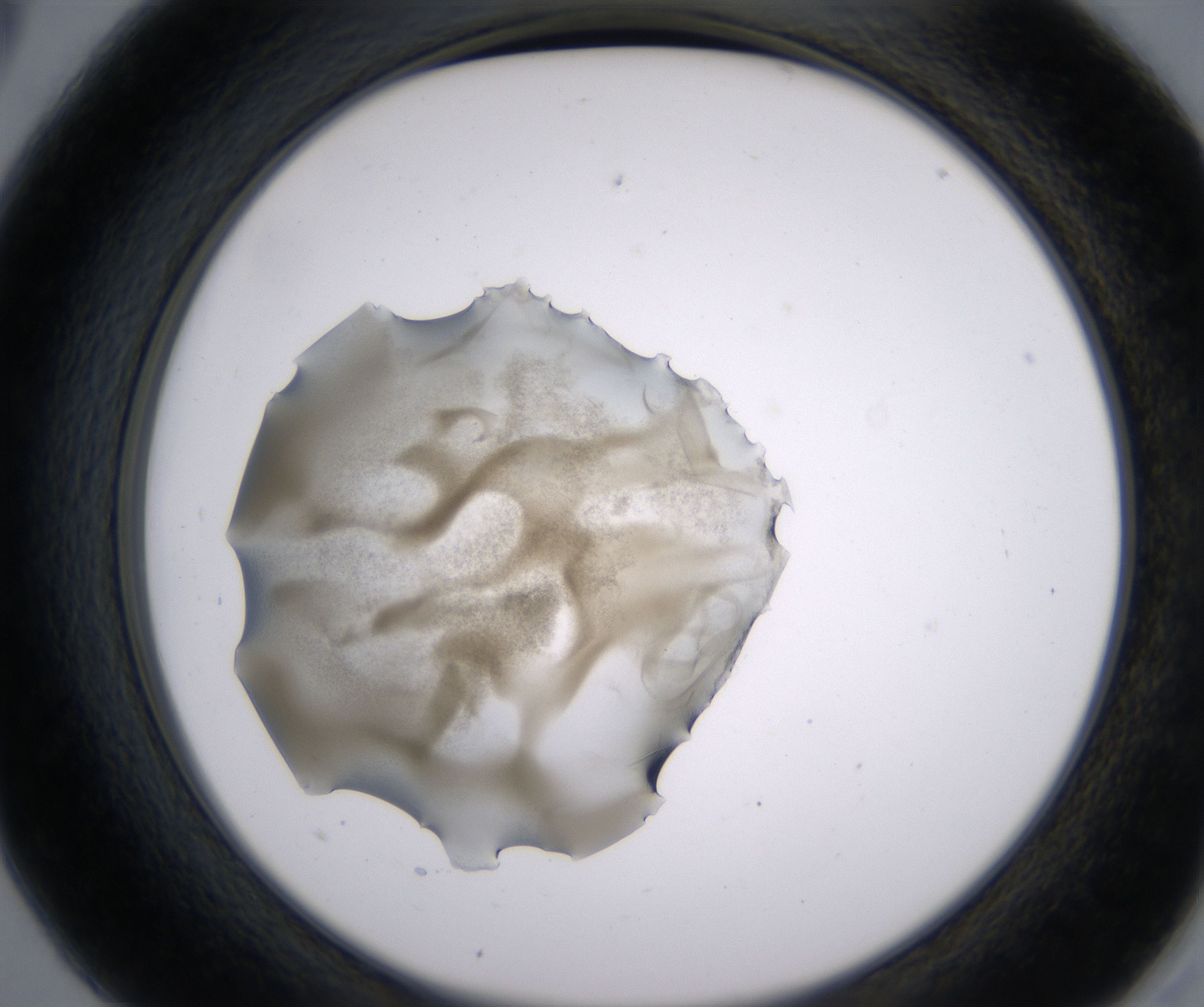 A5_HighResolution_Precipitate_2.jpg