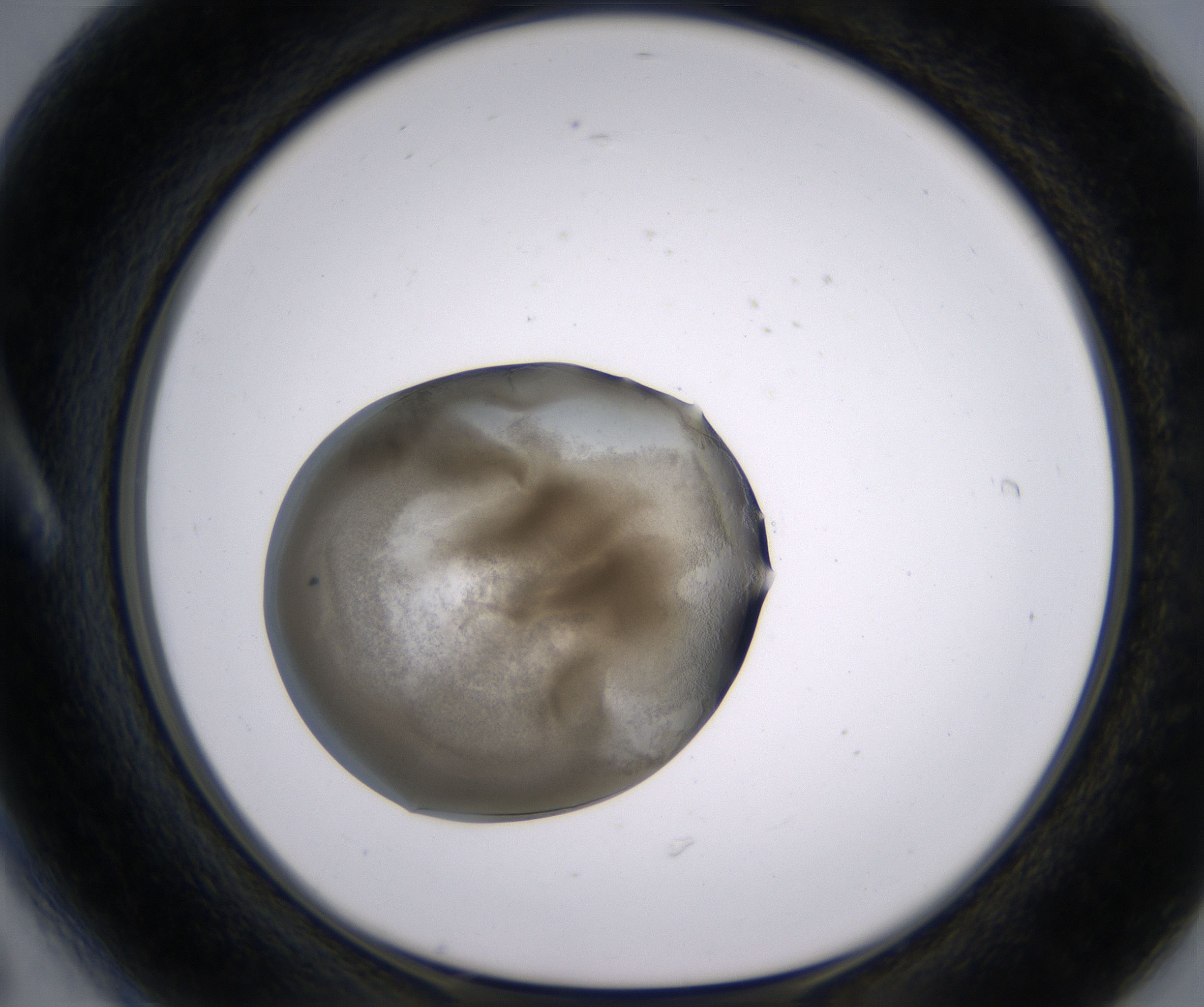 A6_HighResolution_Precipitate_1.jpg