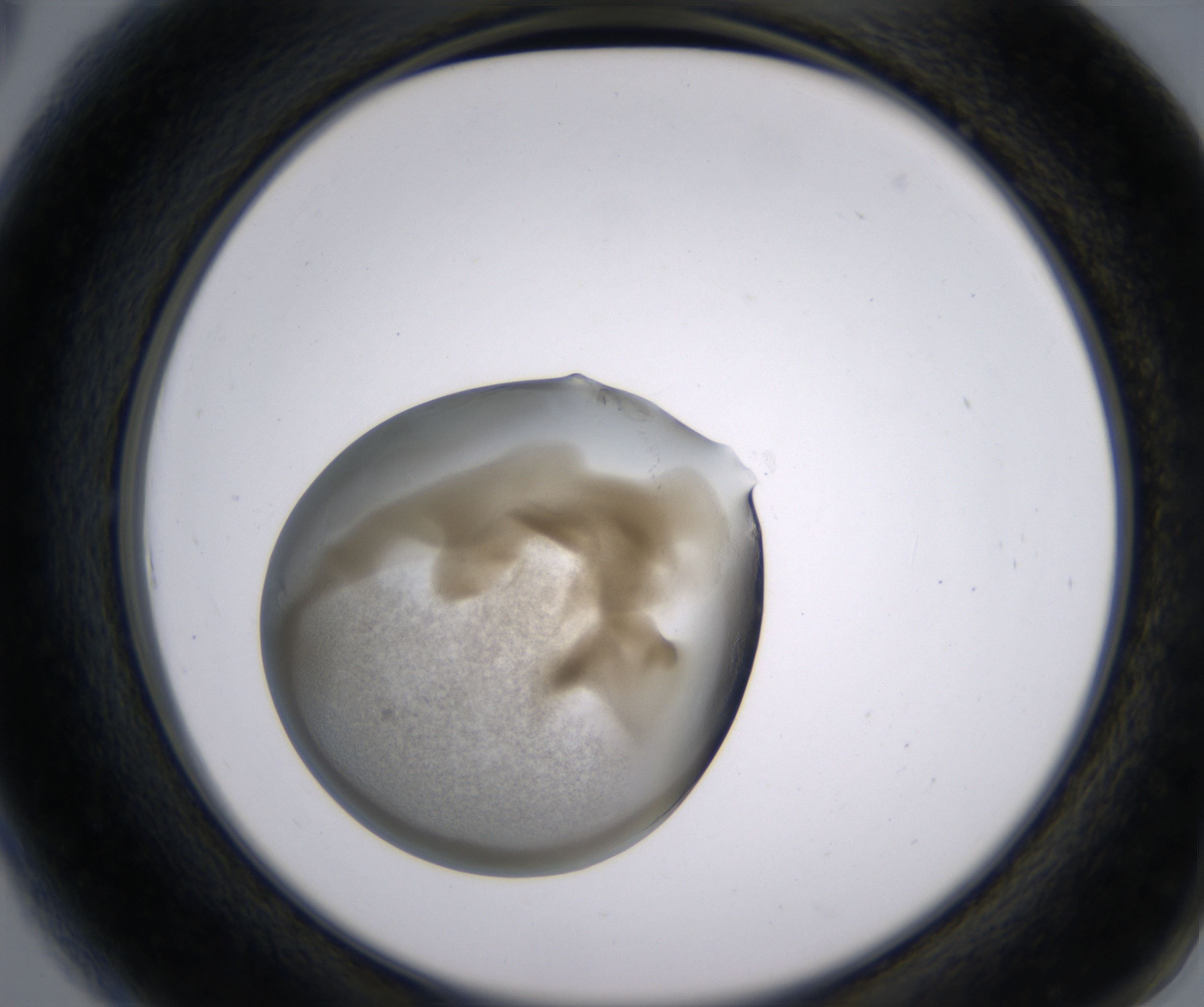 A6_HighResolution_Precipitate_2.jpg