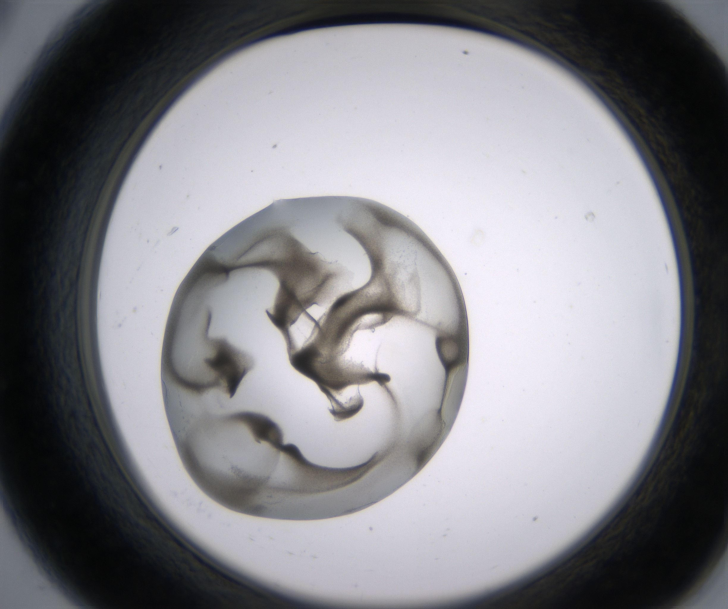 A8_HighResolution_Precipitate_2.jpg