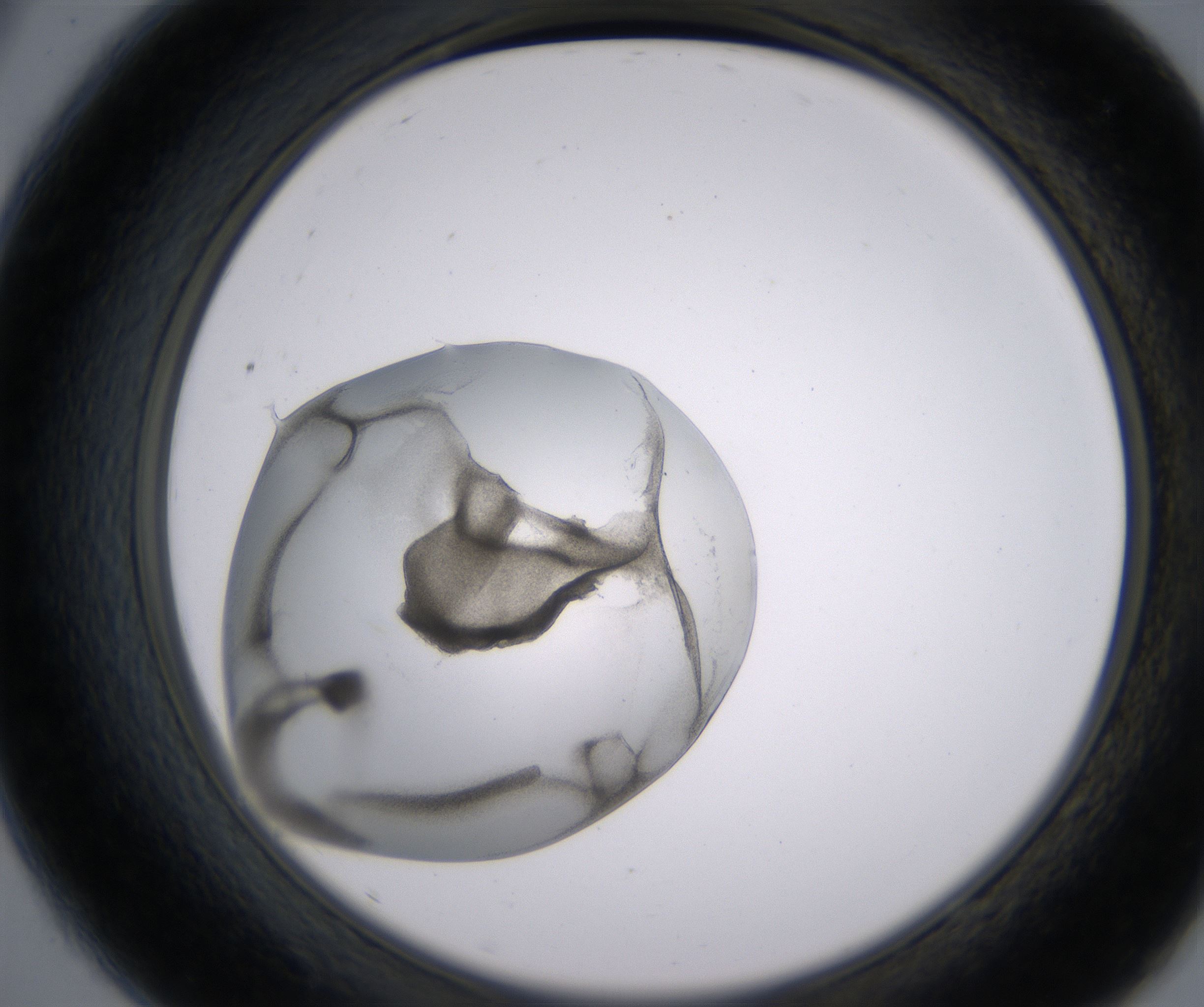 A9_HighResolution_Precipitate_2.jpg