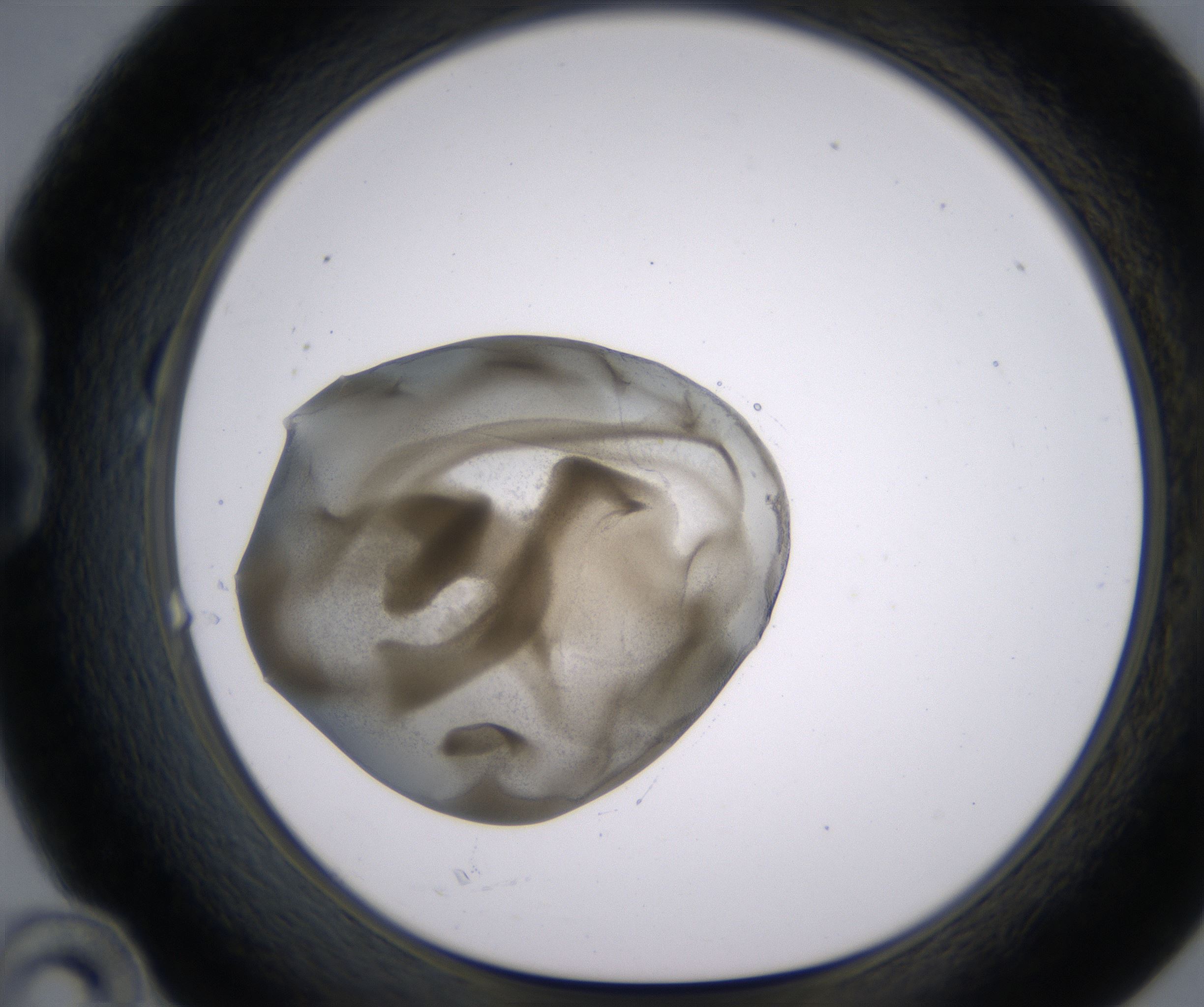 B10_HighResolution_Precipitate_1.jpg