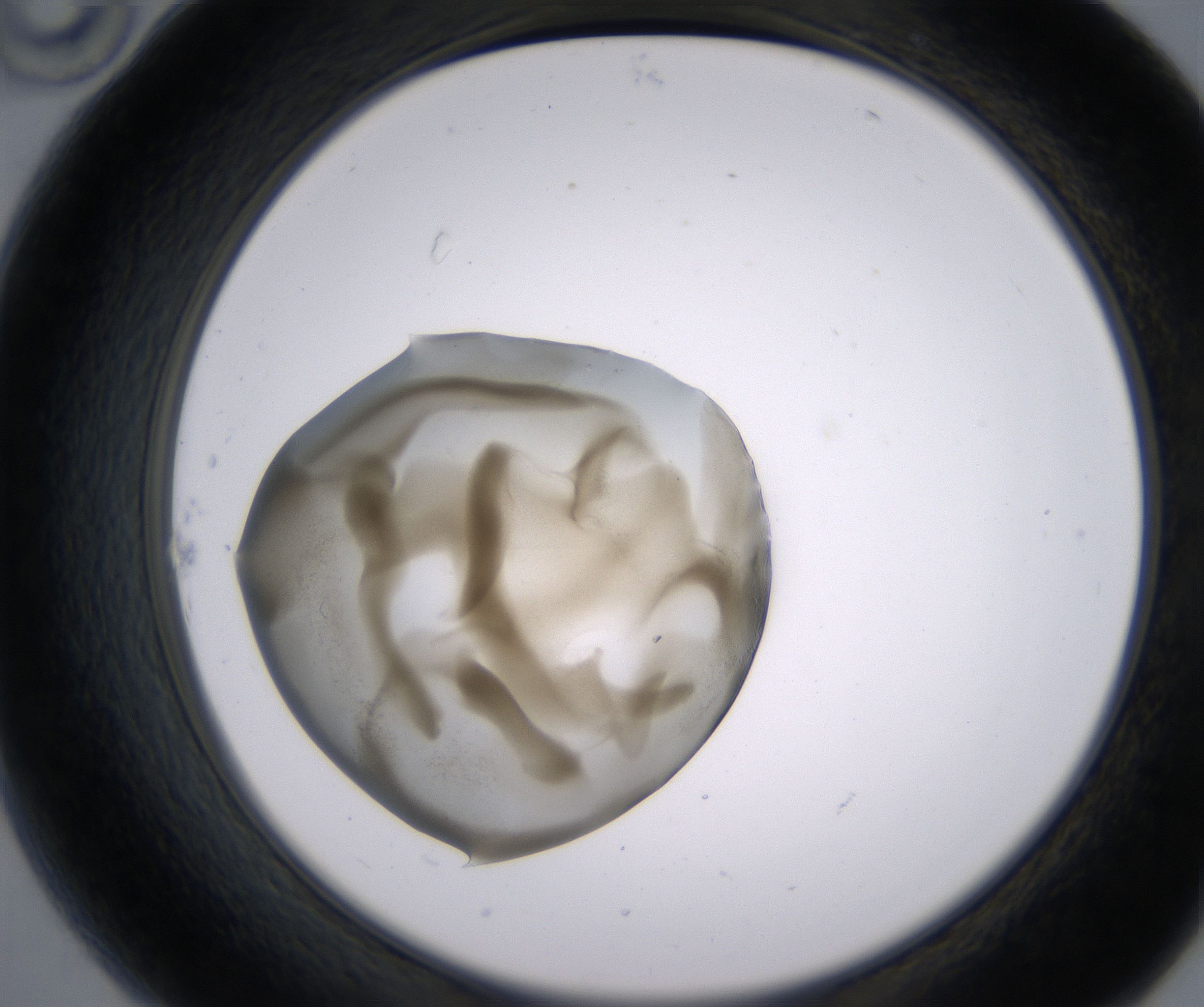 B10_HighResolution_Precipitate_2.jpg