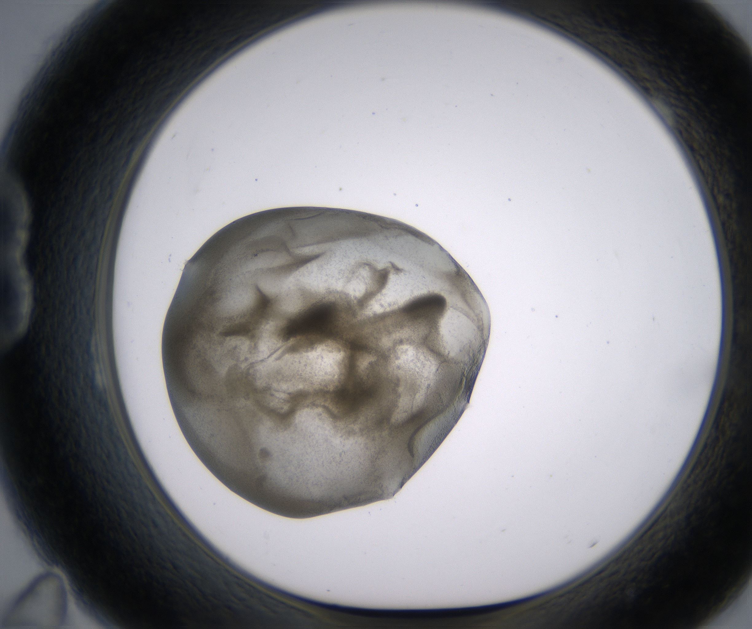 B11_HighResolution_Precipitate_1.jpg